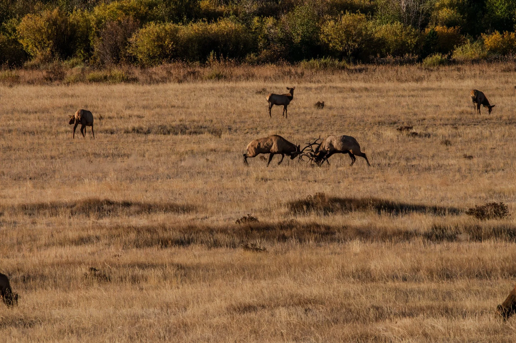A herd of elk grazing in a grassy field during autumn, with trees in the background.
