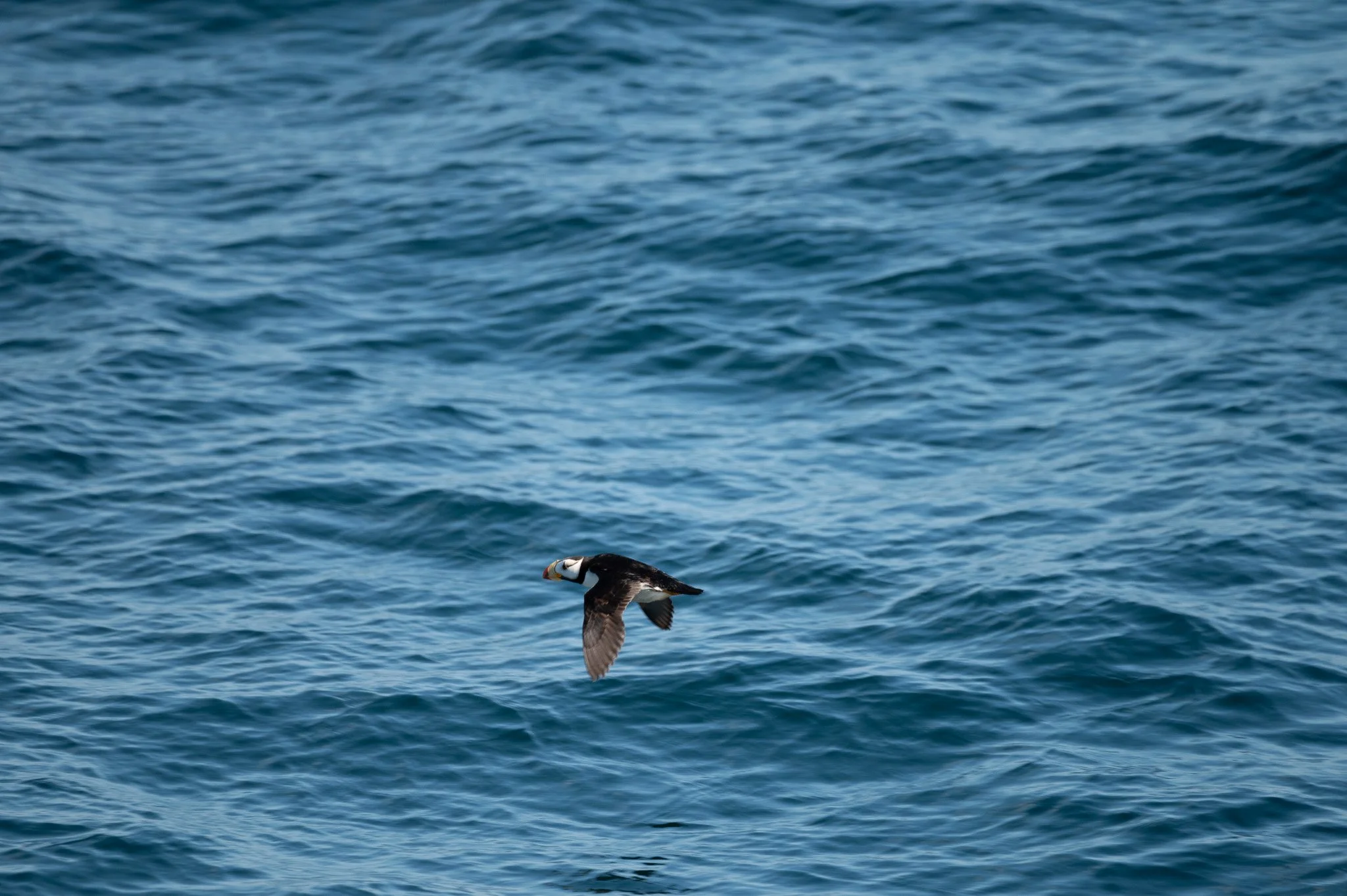 A puffin bird flying over the ocean water.