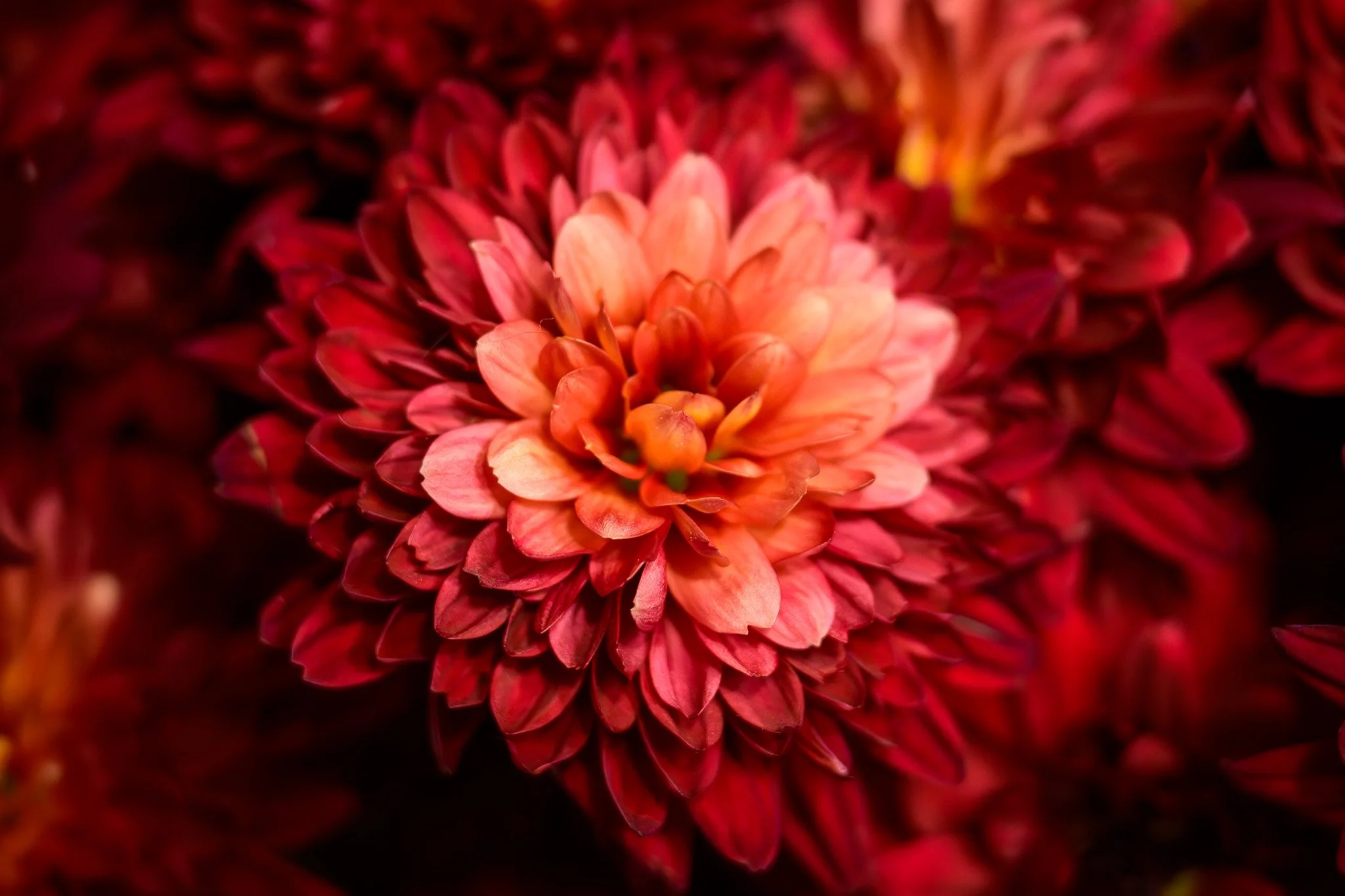 Close-up of a vibrant pink and red flower with layered petals.