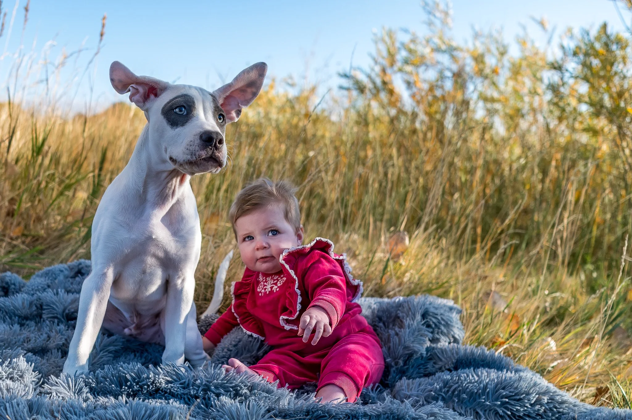 A young child in a red outfit sitting on a gray blanket outdoors with a white dog that has black spots and blue eyes, in a field with tall grass and trees in the background.