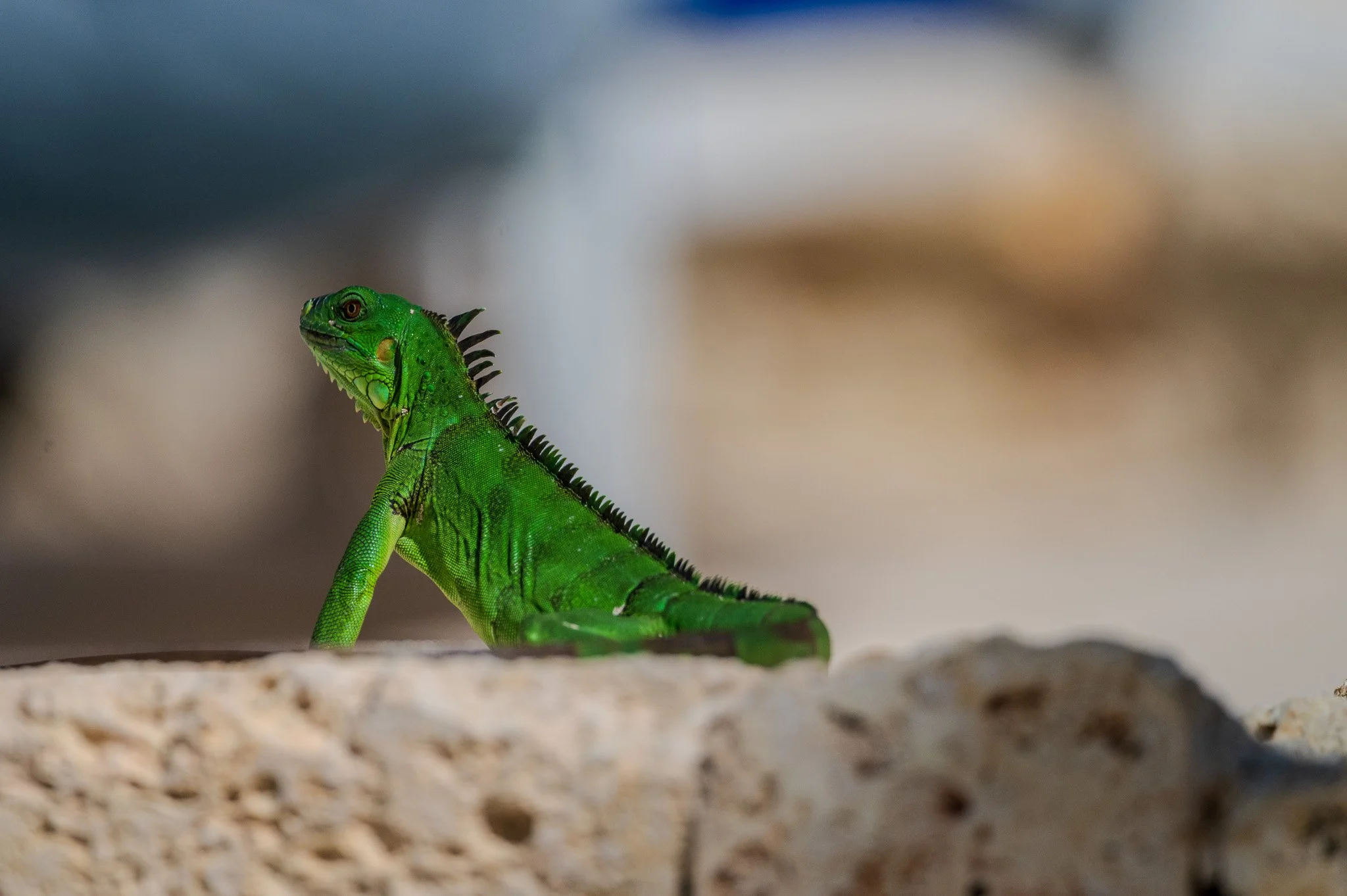 Close-up of a green iguana standing on a sandy surface with a blurred background.