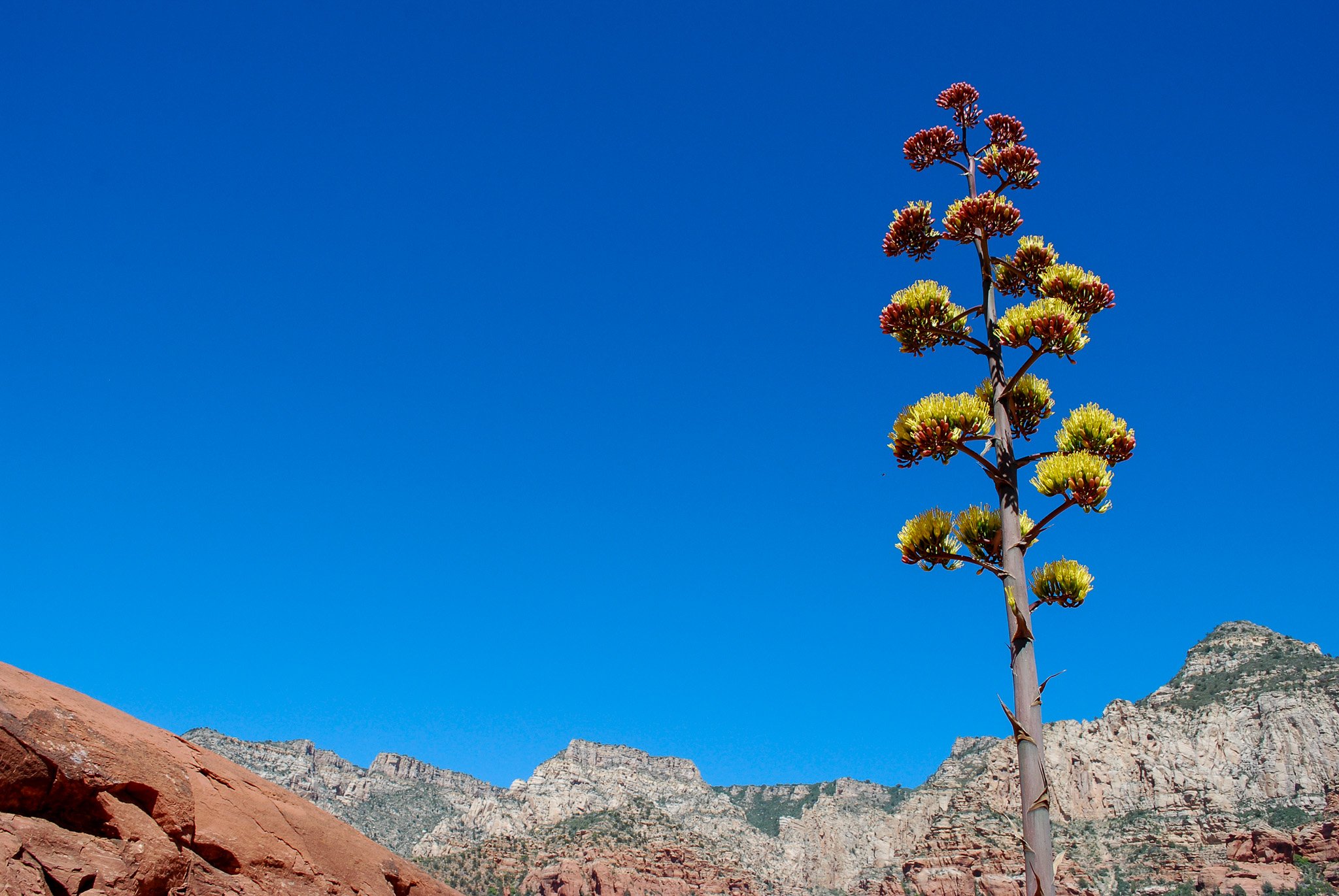 A tall desert plant with yellow and red flowers extending upward against a background of a clear blue sky, with mountains and reddish rocks in the distance.