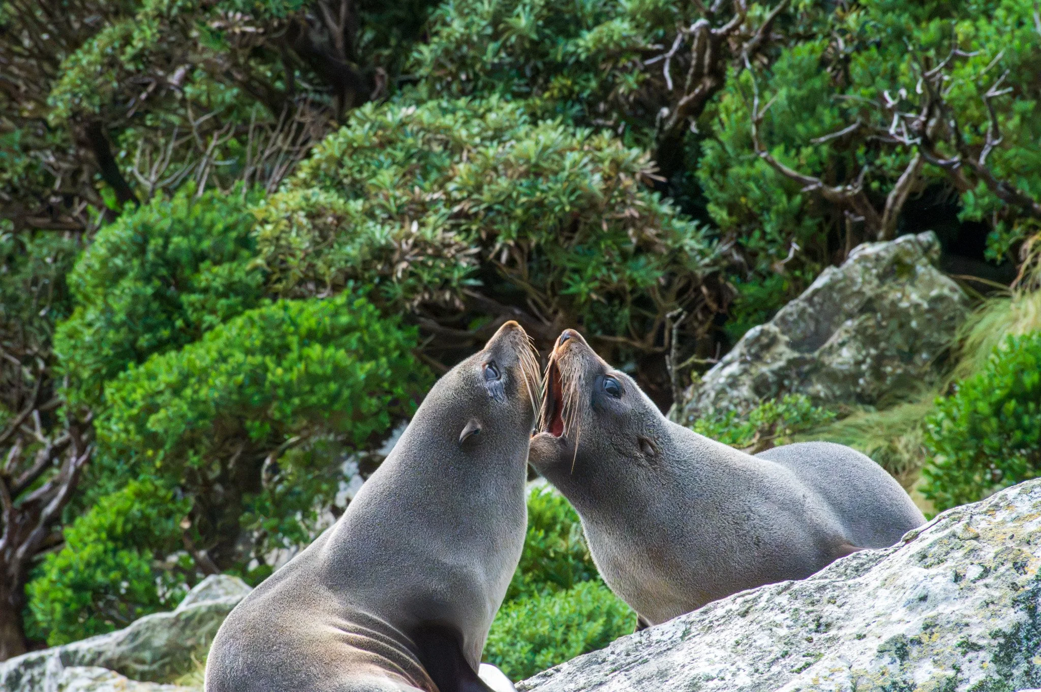 Two seals facing each other with their mouths open, on a rocky surface with greenery in the background.
