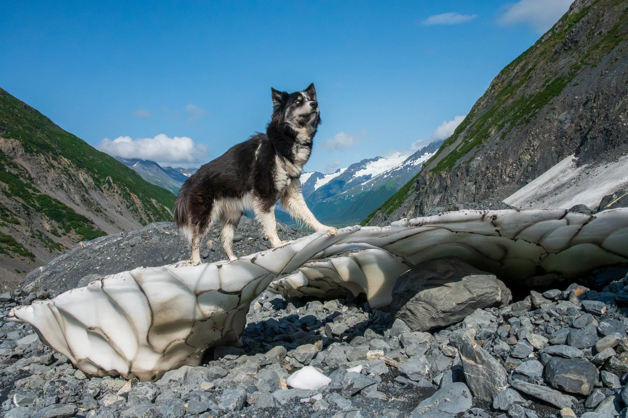 A Siberian Husky standing on rocky terrain in a mountainous landscape with snow-capped peaks and a bright blue sky in the background.