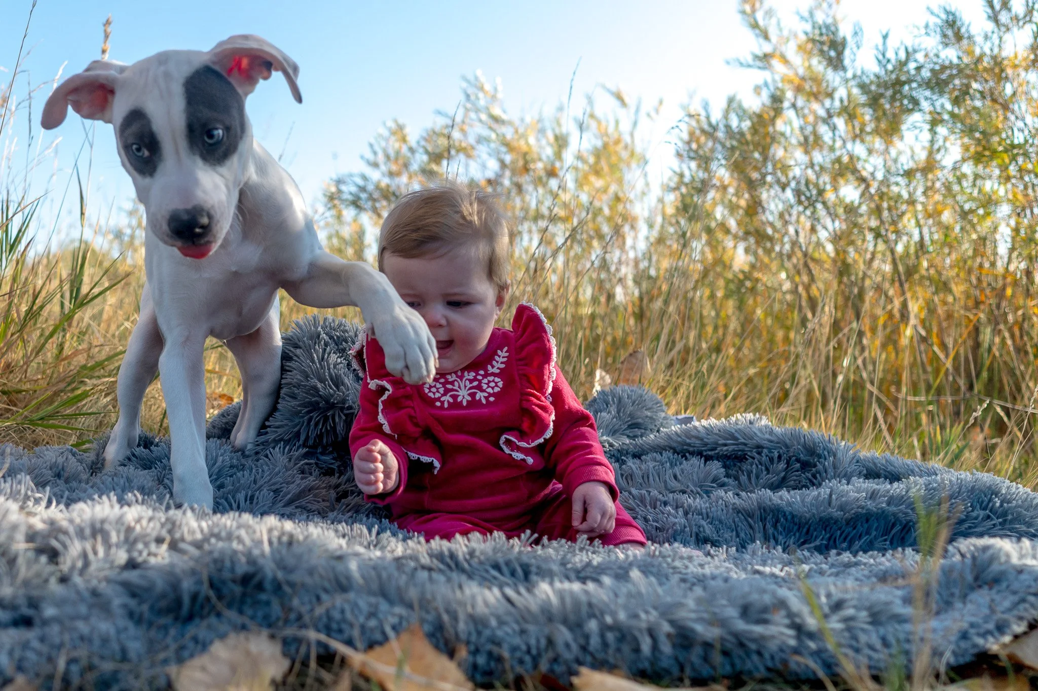A young child sitting on a gray fluffy blanket outdoors, with a dog standing beside them, during autumn. The child is wearing a pink-red dress, and the dog has a black patch over one eye, with a white body. The background has tall grass and yellowish