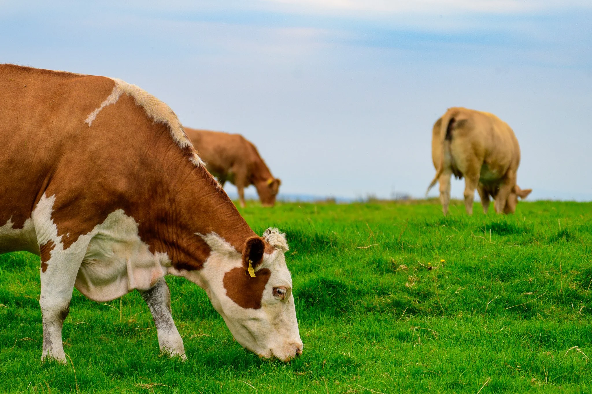Cows grazing on green grass in a pasture under a cloudy sky near the Cliffs of Moher.