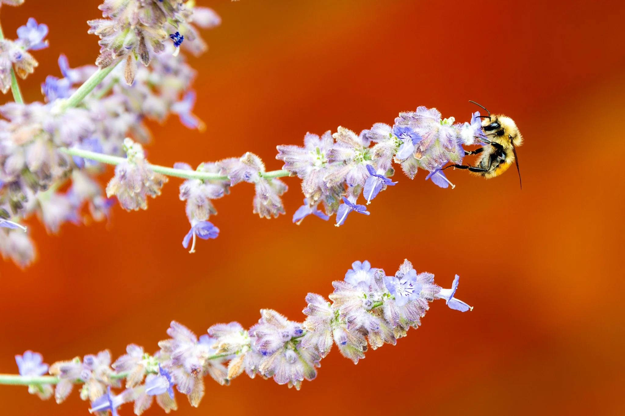 A close-up of lavender flowers with a bumblebee collecting nectar on the right side, set against a blurred orange background.