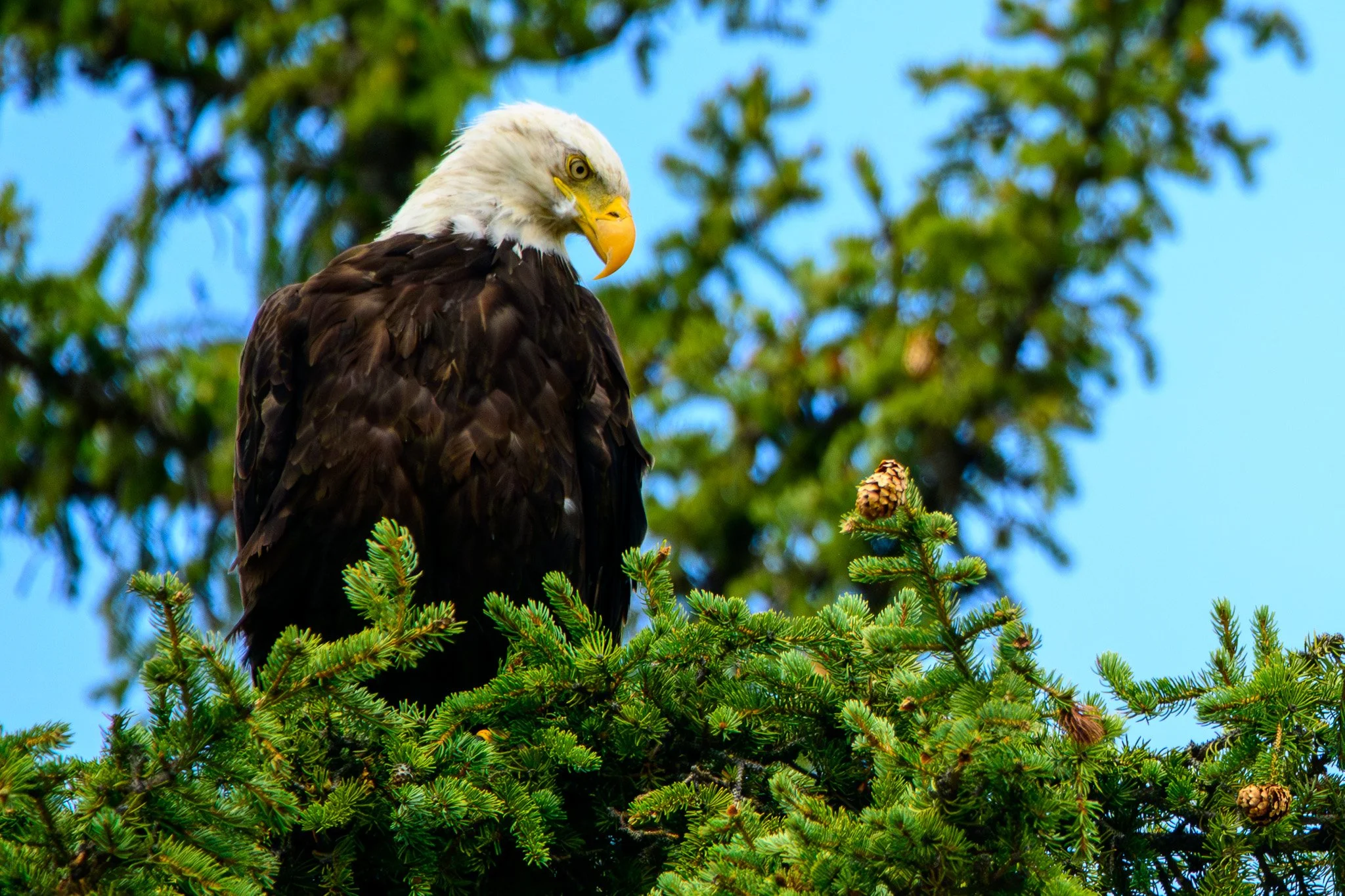Bald eagle perched on a pine tree branch.
