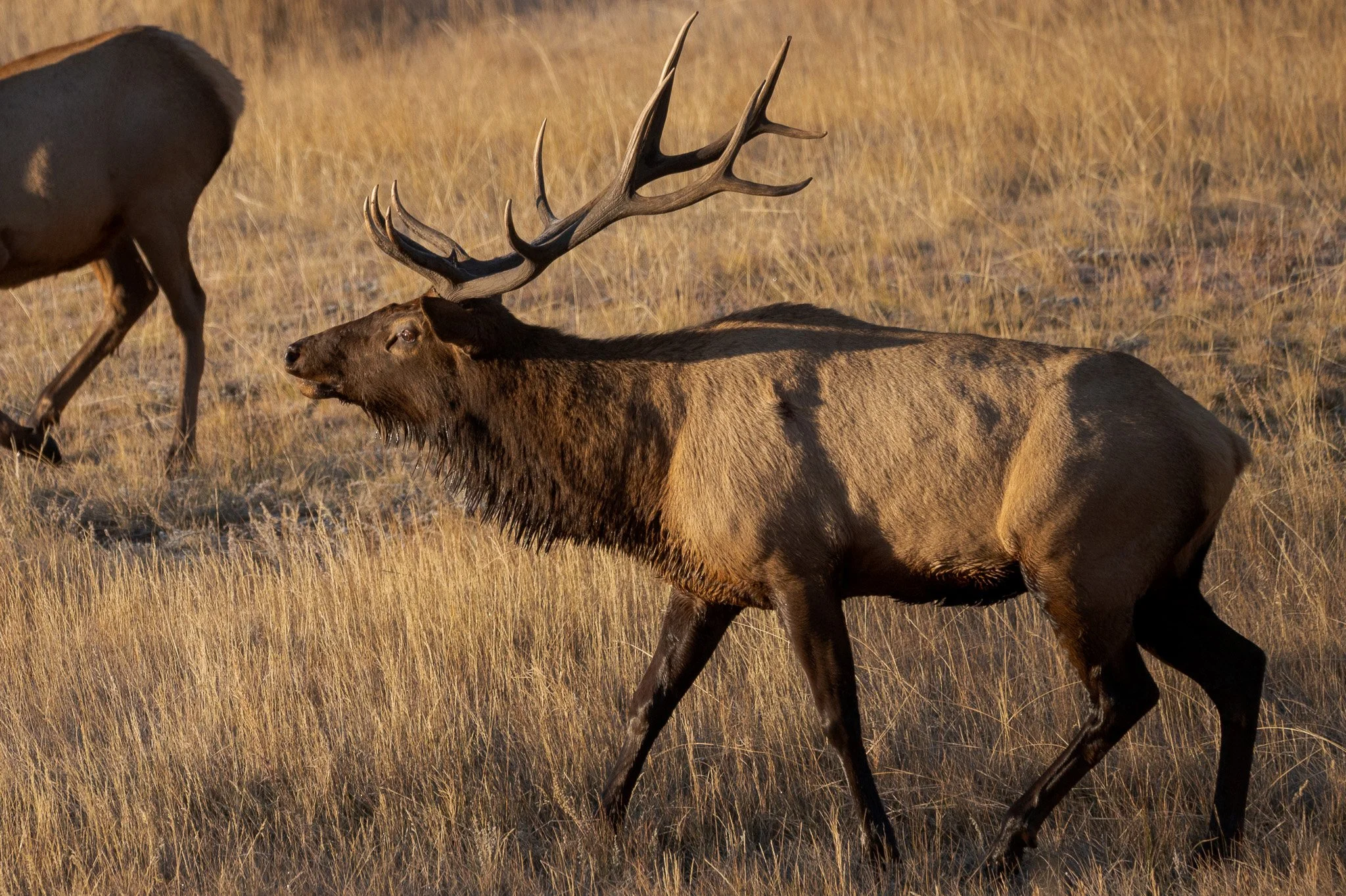 A herd of elk in a field of tall, golden grass during sunset.