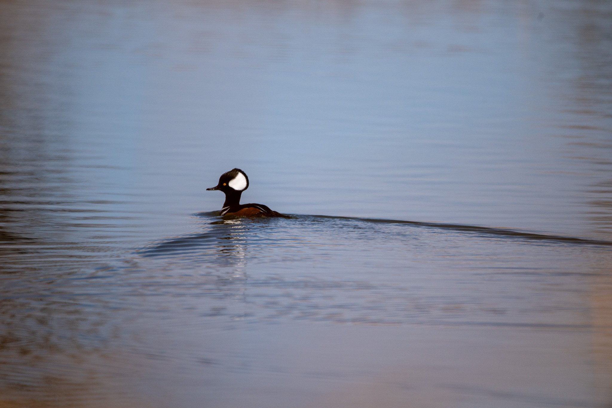 _DSC3606.jpg