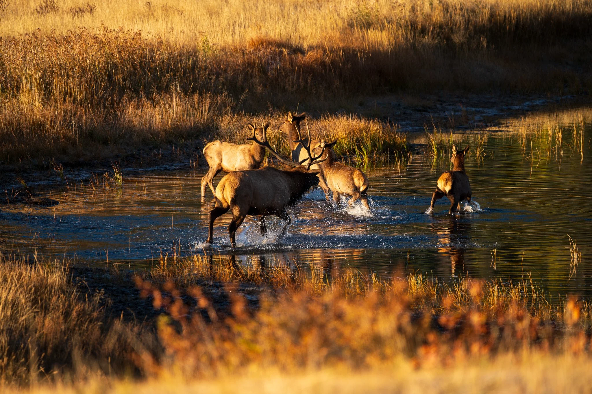 Four elk standing and splashing in a river with tall grasses and trees in warm, golden sunlight.