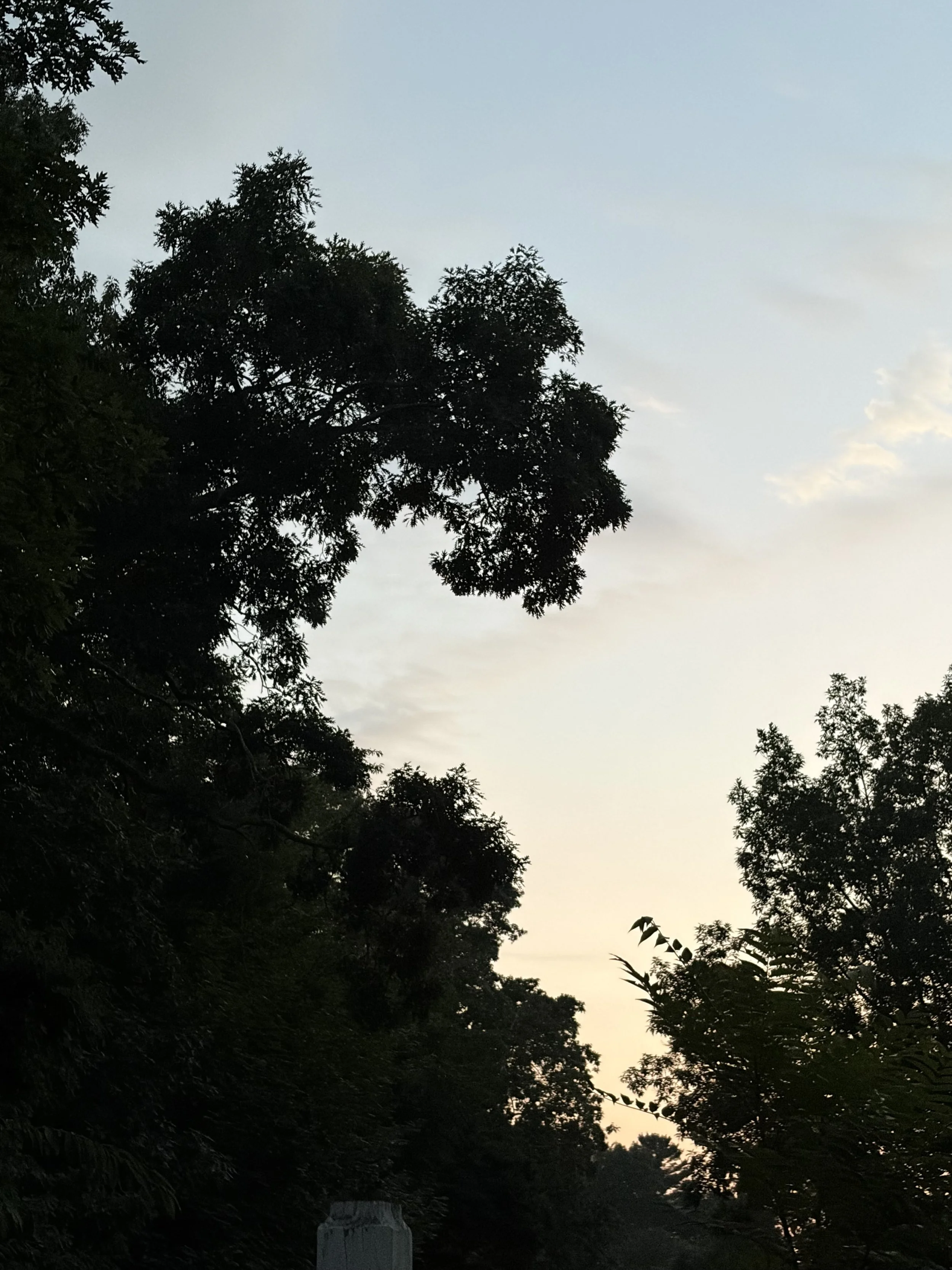 Silhouettes of trees against a cloudy sky during sunset
