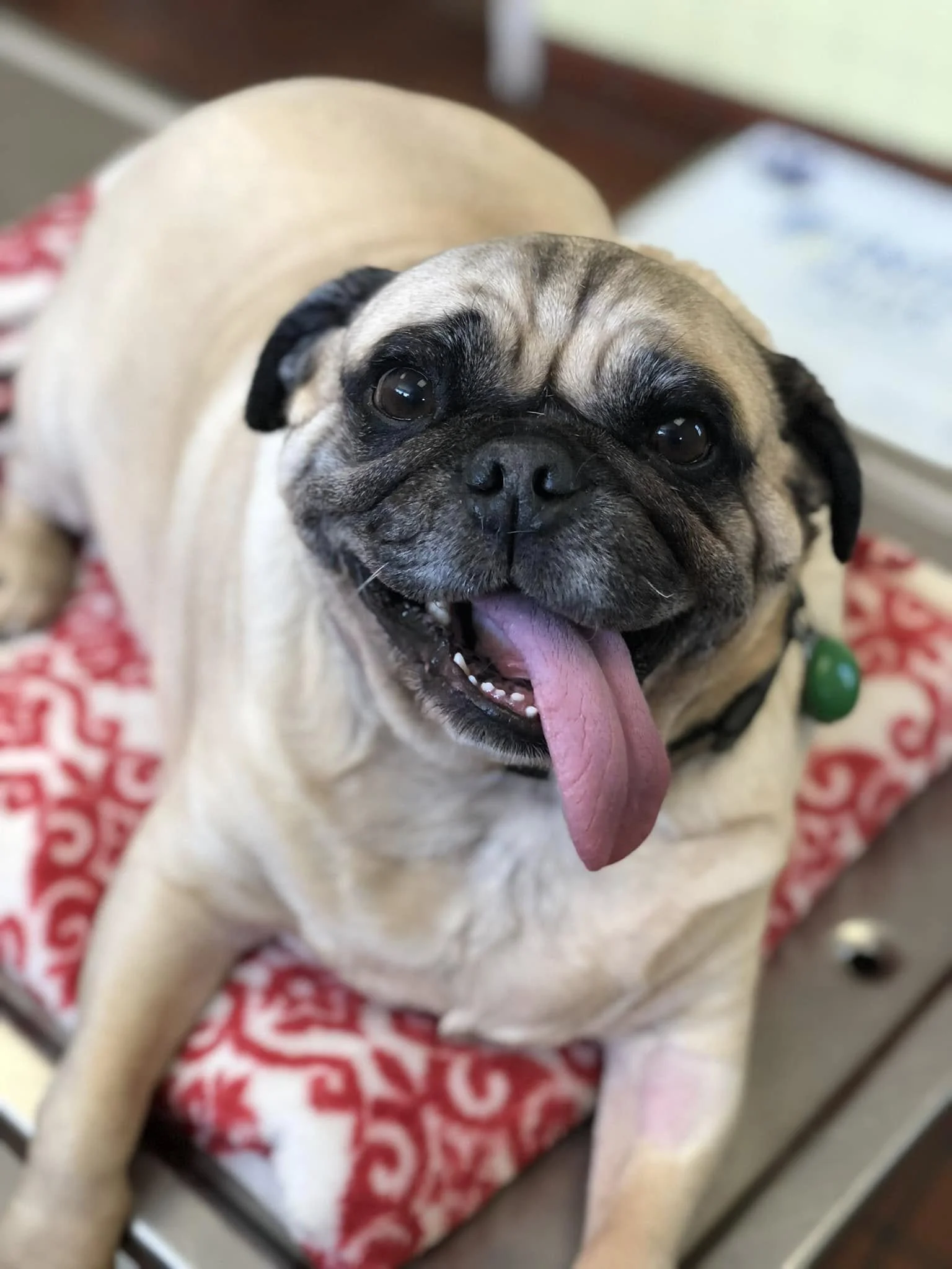 Close-up of a cute pug dog laying on a red and white patterned blanket, looking at the camera with its tongue out.