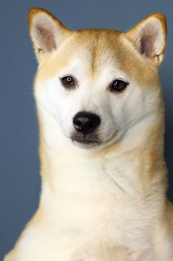 tatofacefrontbluebg.jpg