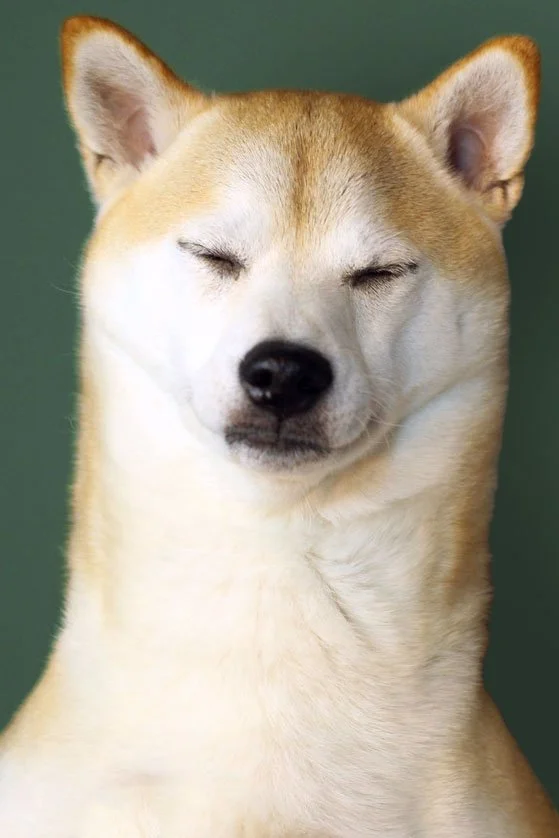 katoclosedyesGREENBG.jpg
