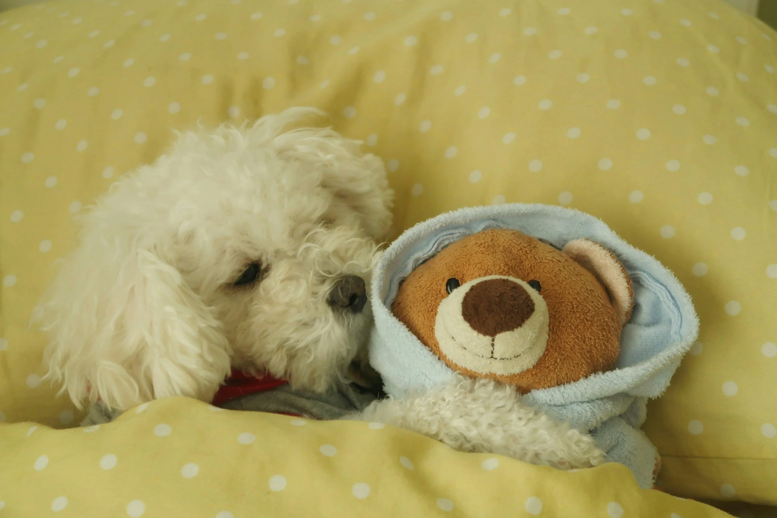 What My Sick Dog Taught Me About Trusting the Play Therapy Process