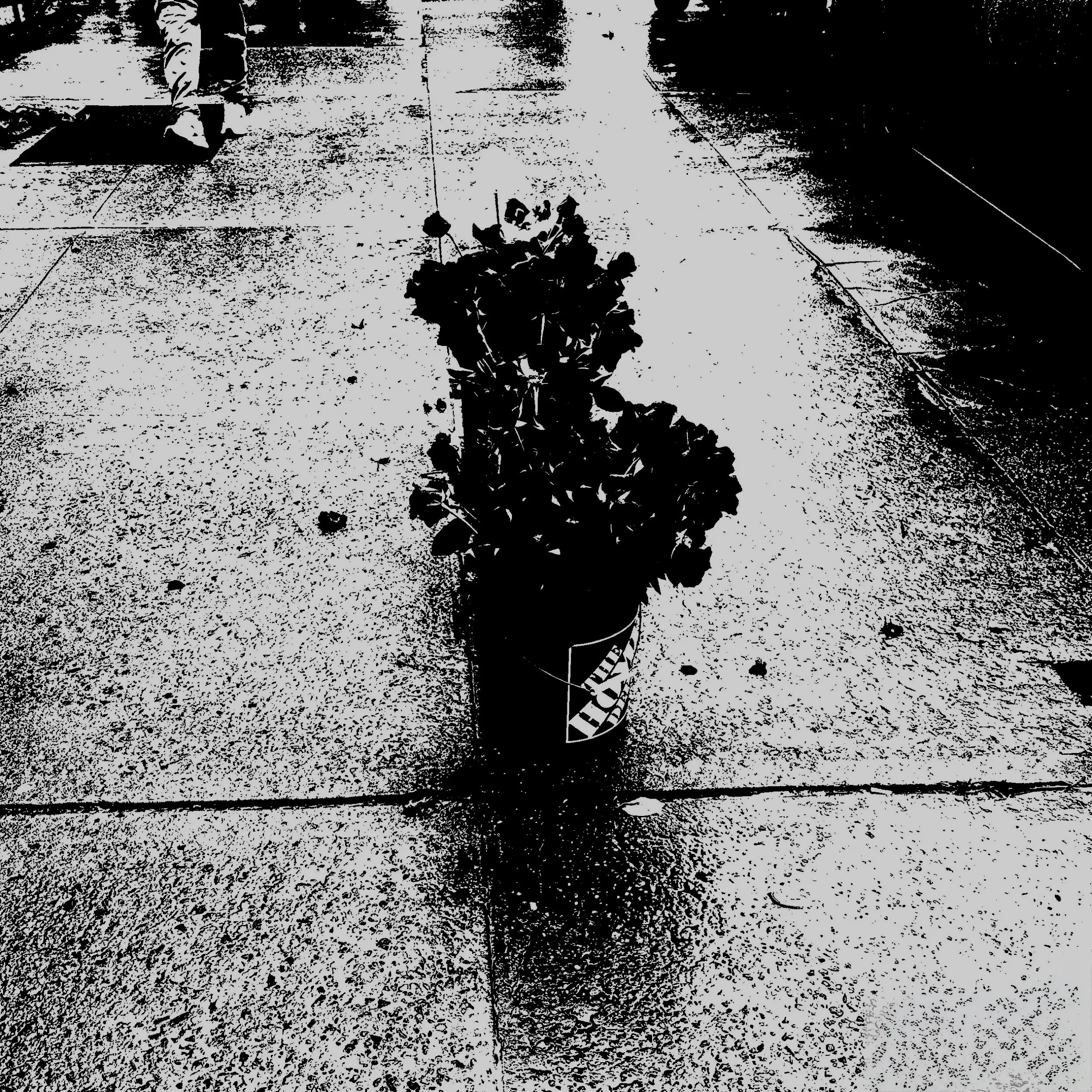 Close-up of a potted plant on a textured outdoor surface with a shadowy figure walking in the background.