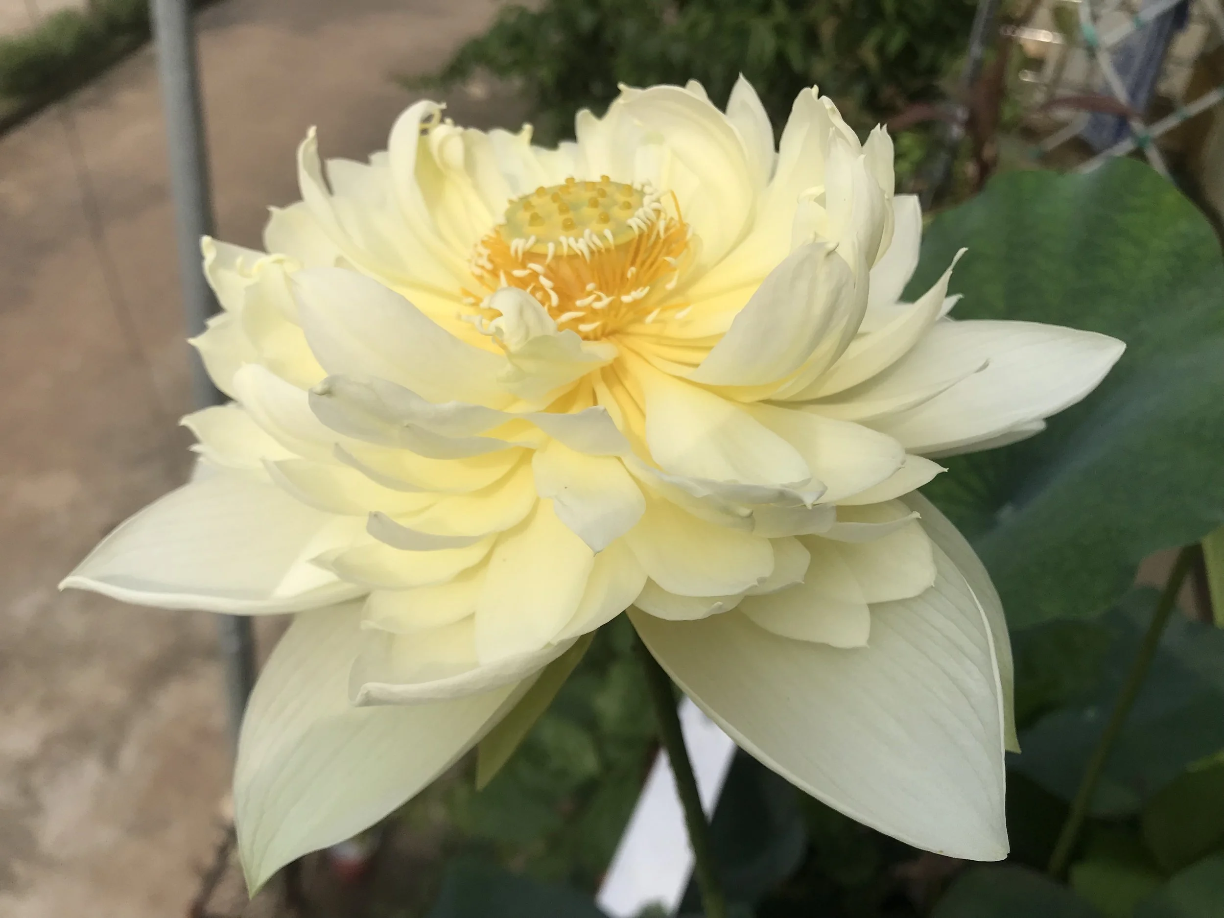 Close-up of a white and yellow lotus flower with green leaves in the background.