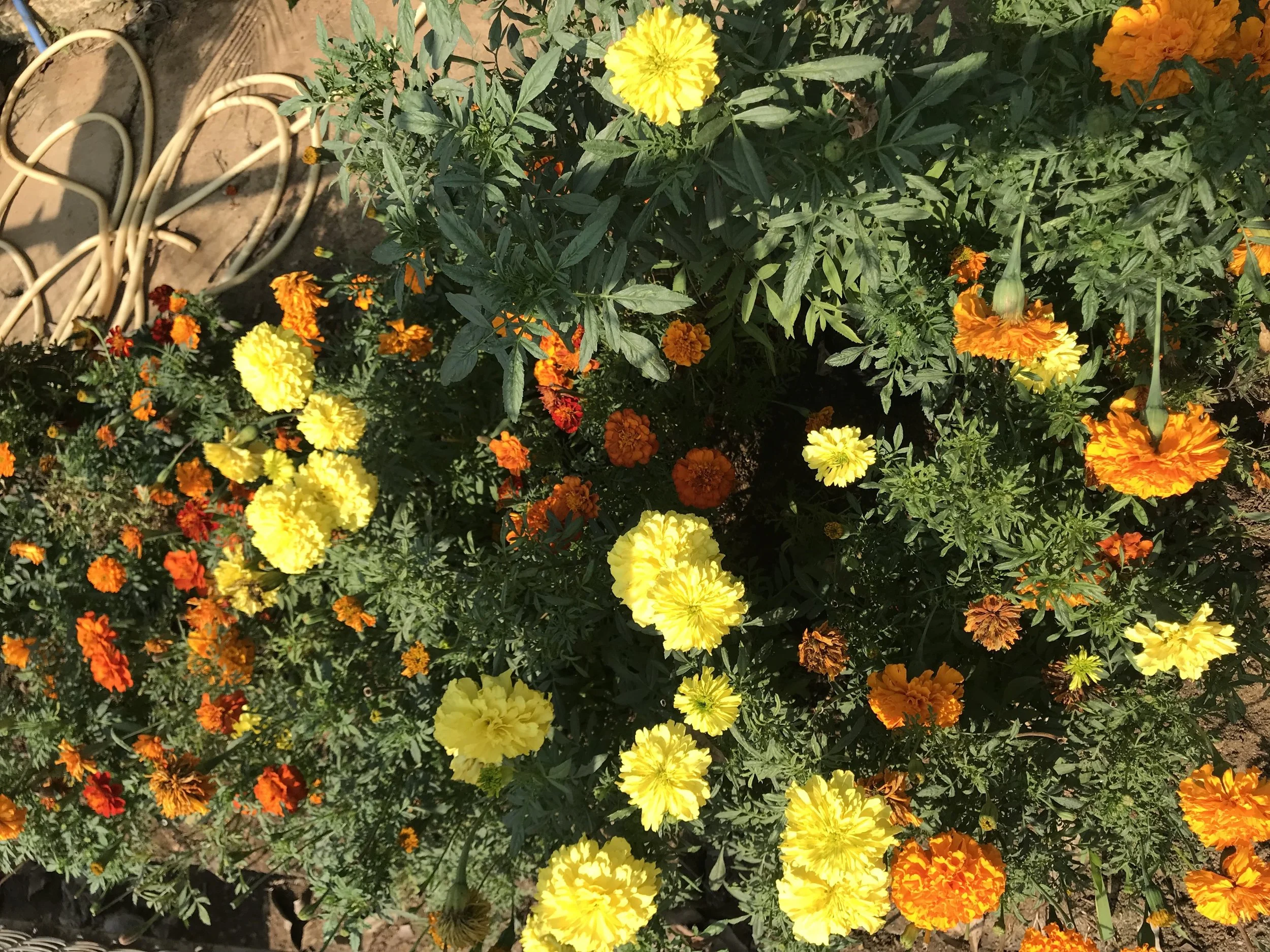 A garden bed filled with blooming marigold flowers in shades of yellow, orange, and red. Green foliage surrounds the flowers, with a garden hose coiled on the ground nearby.