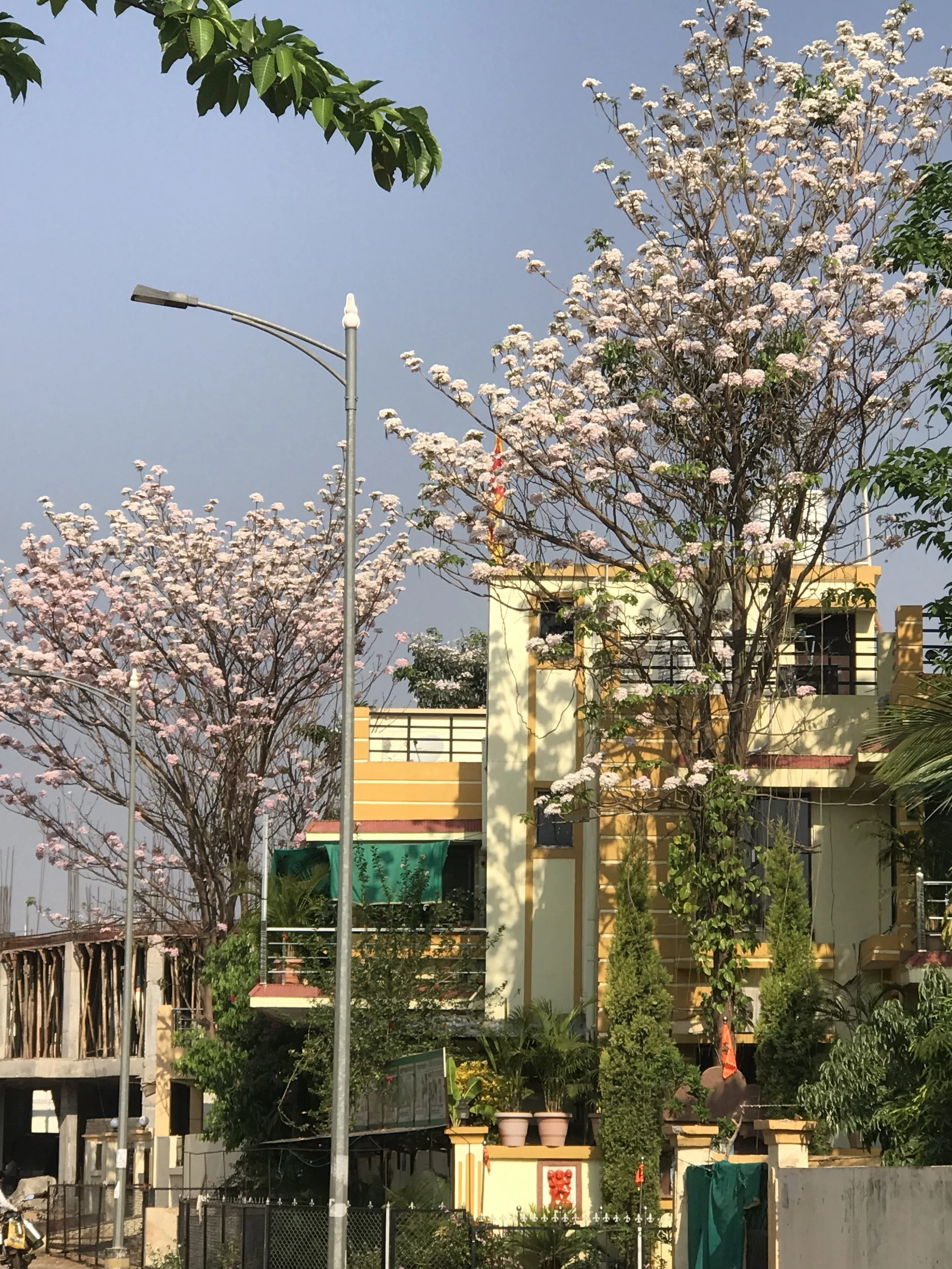 A residential building with a yellow facade, surrounded by trees with pink blossoms, in front of a clear blue sky. There is a streetlight and a flag pole in the scene, along with some potted plants and a gated entrance.