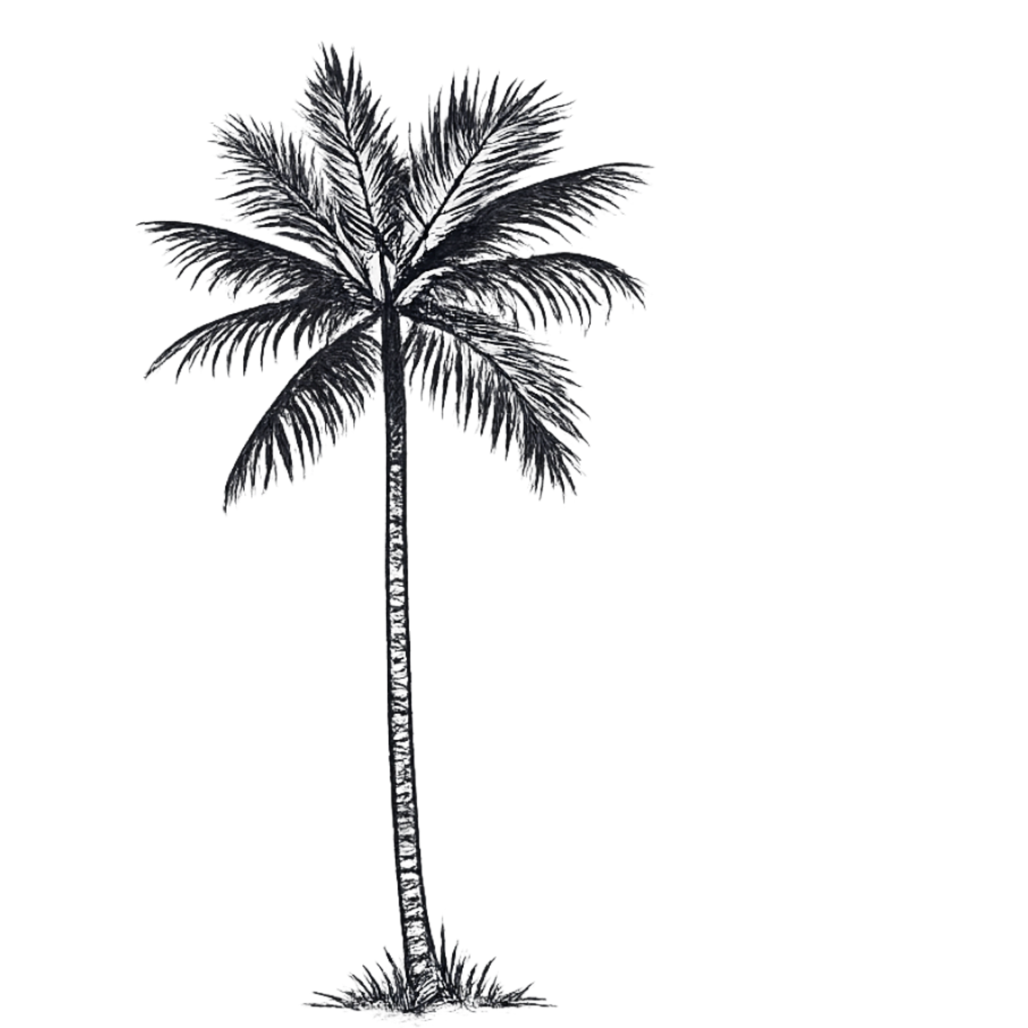 Mariner & Palm signature palm design. Shop coastal styles swimwear resort wear beach wear now.