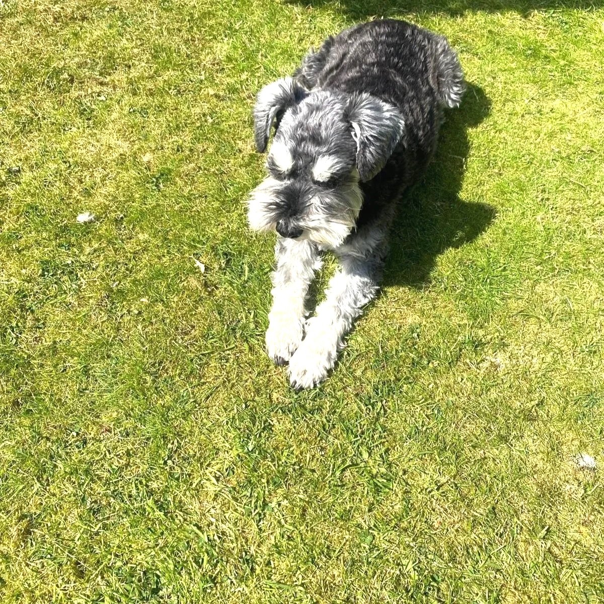 A black and gray schnauzer puppy lying on a bright green grassy field, looking down with front paws stretched out.