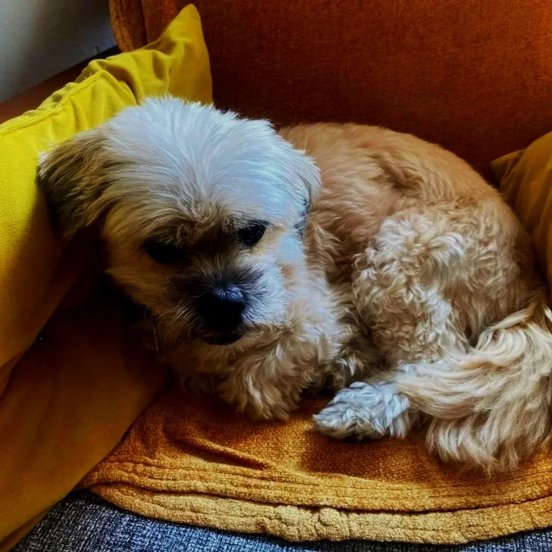 A small, fluffy puppy with light-colored fur resting on a brown and yellow couch with a yellow pillow.
