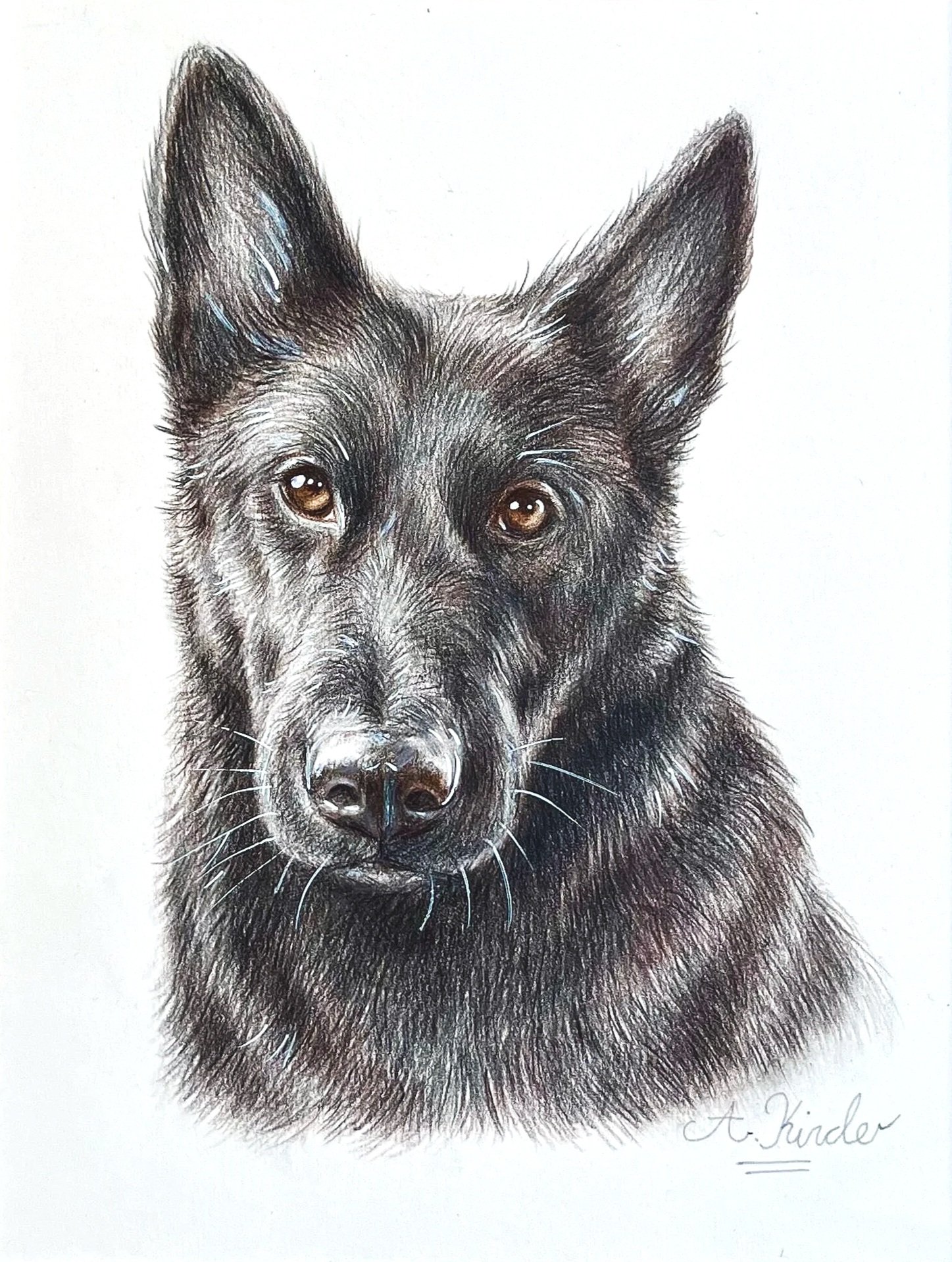 Detailed drawing of a black dog with brown eyes and large ears, signed by A. Kinder.