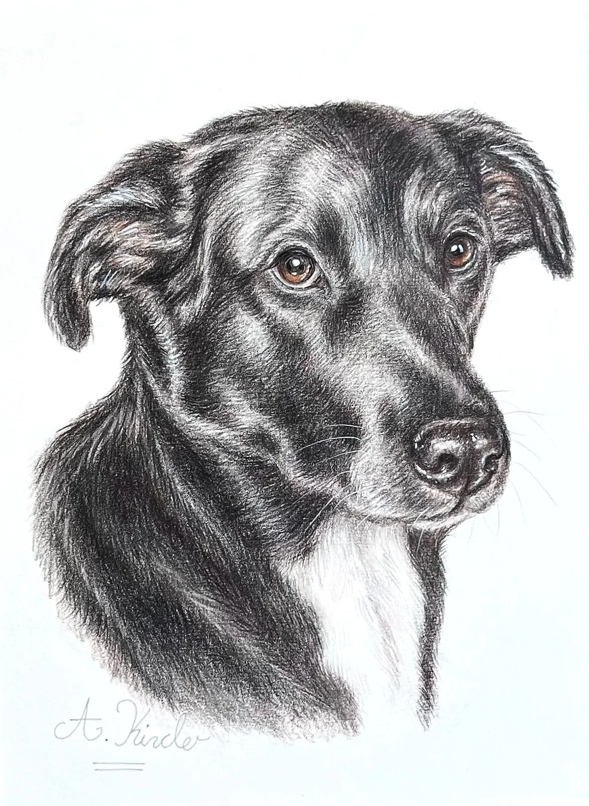 Detailed pencil sketch of a black dog with a white patch on the chest, looking to the side, signed by A. Kinde.