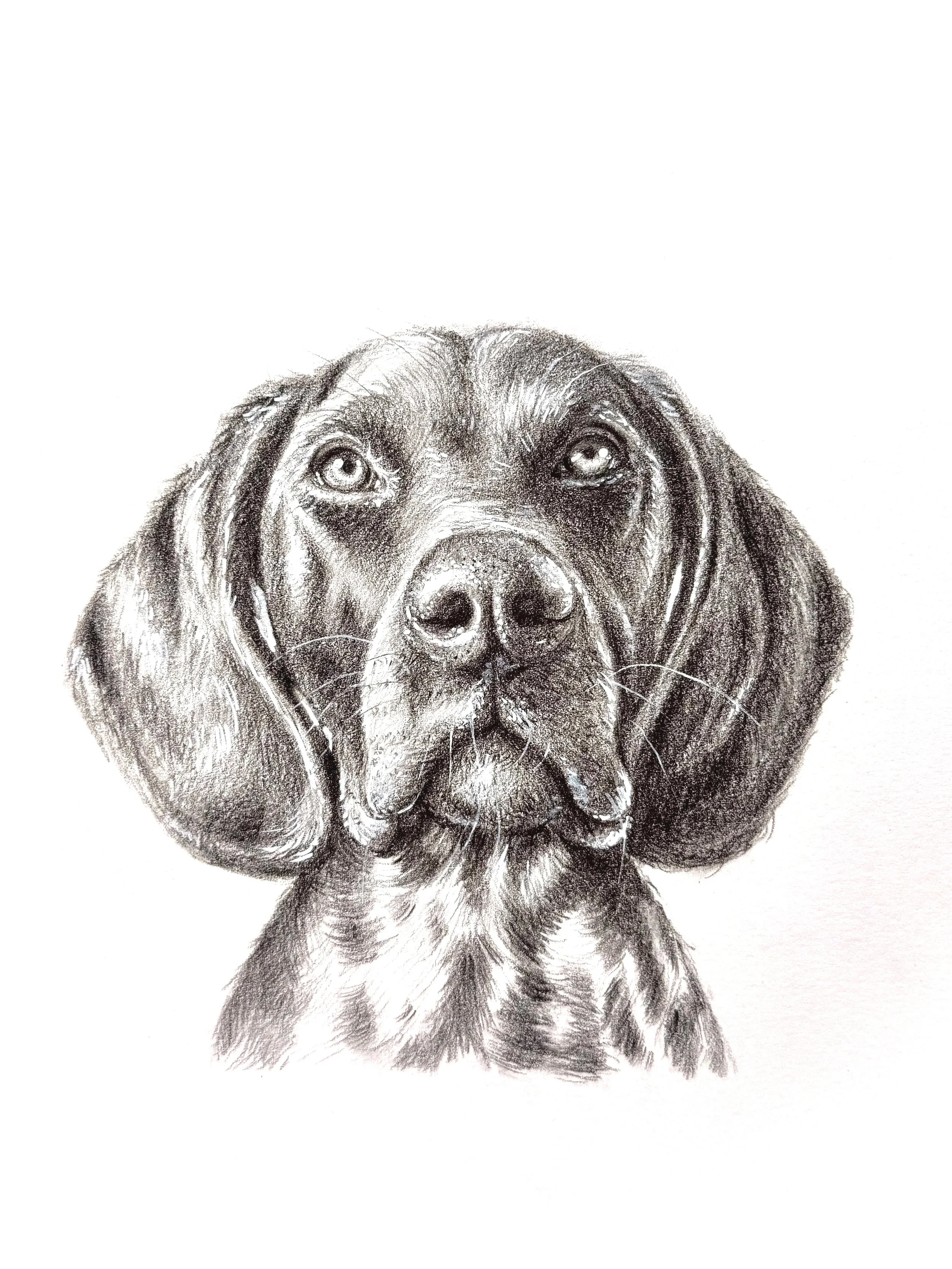 A detailed pencil sketch of a black Labrador retriever puppy's face with expressive eyes and soft fur, presented against a plain white background.