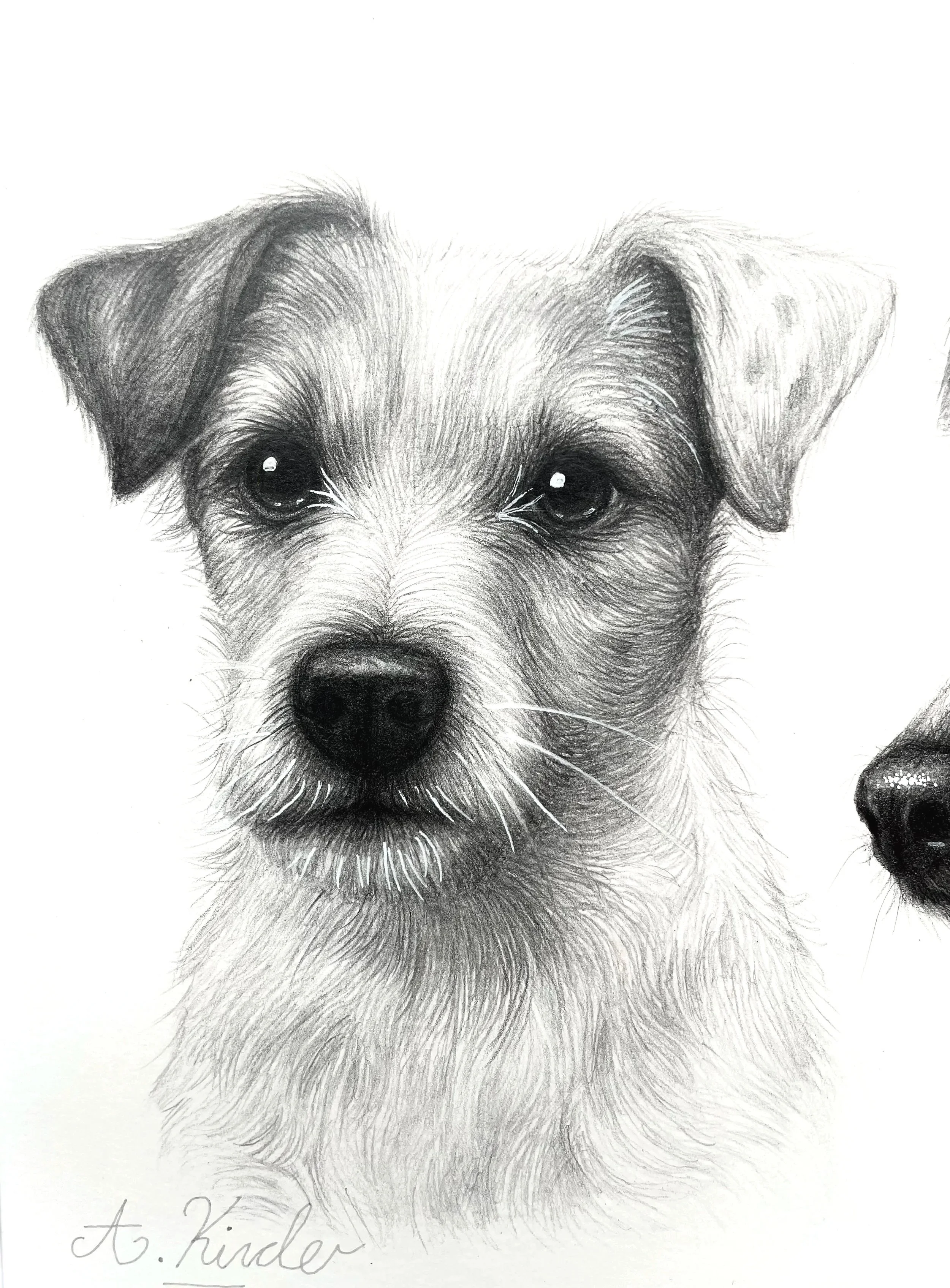 A detailed graphite pencil drawing of a dog's face, showcasing expressive eyes, furry ears, and textured fur. The drawing is signed by the artist, A. Kinder.