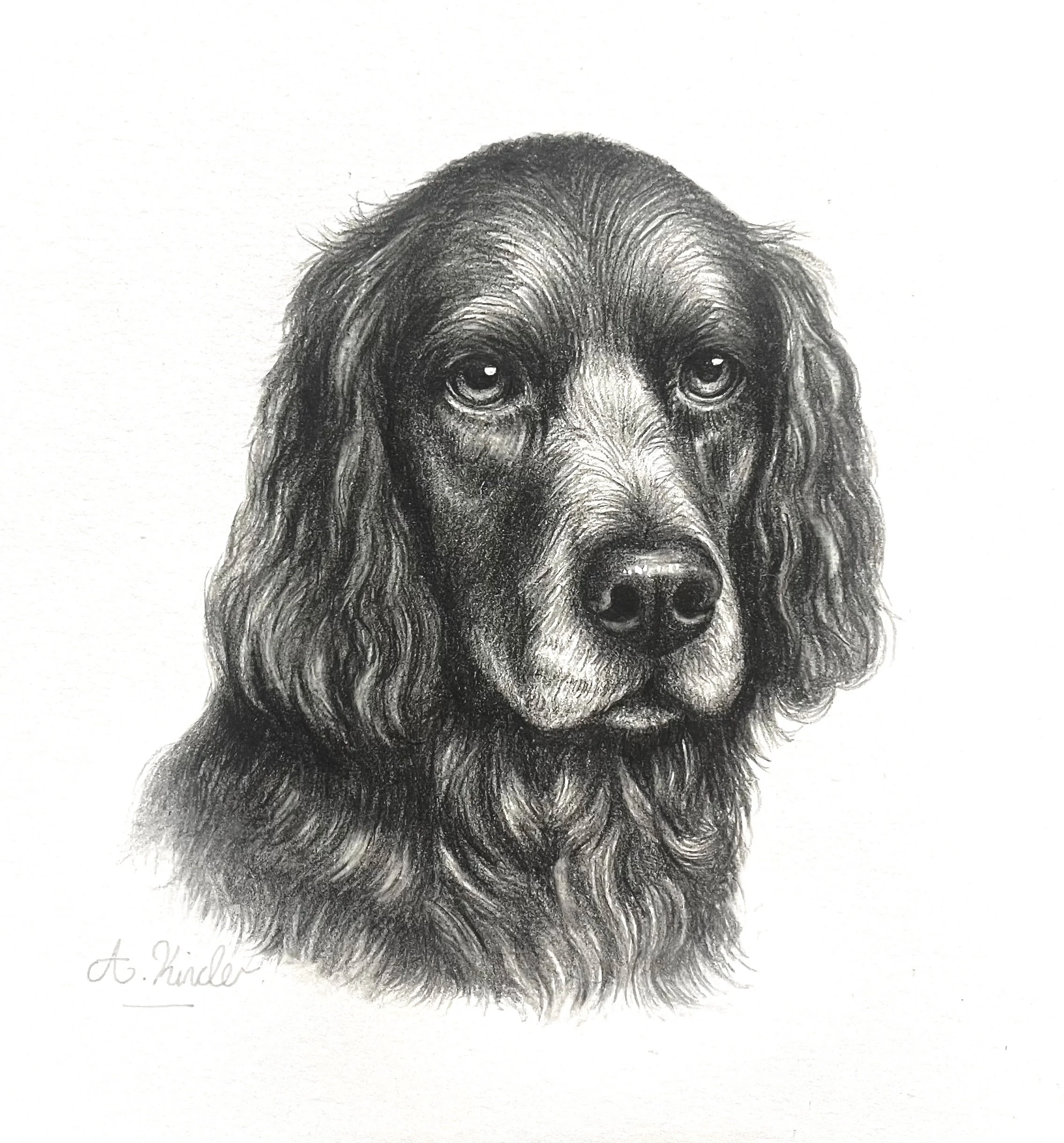 A detailed graphite pencil drawing of a dog's face, showcasing realistic fur texture and expressive eyes, with a signature at the bottom left reading 'A. Hinde'.