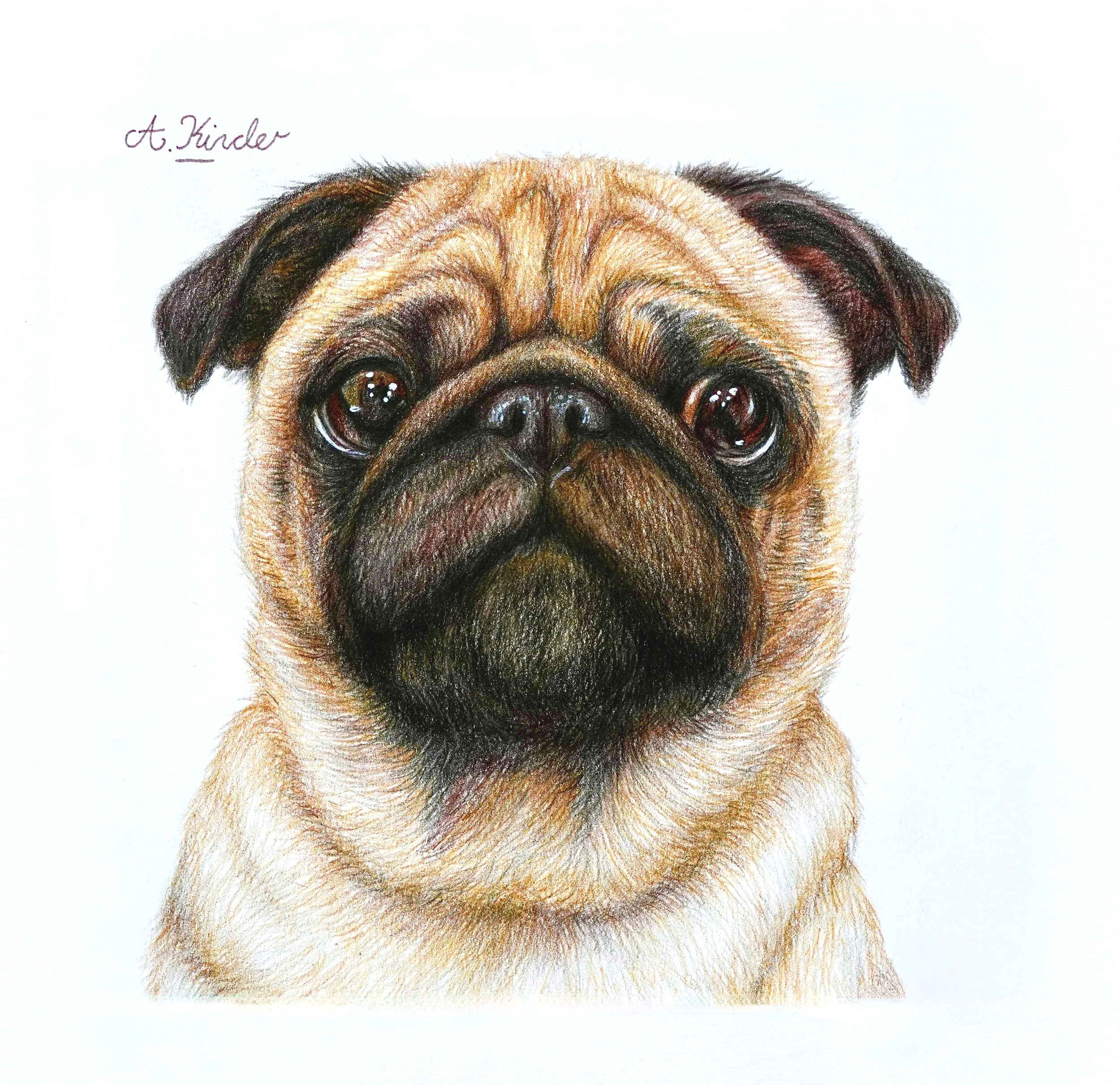Colored pencil drawing of a pug's face from the top view, with handwritten text 'A. Kinder' in the top left corner.