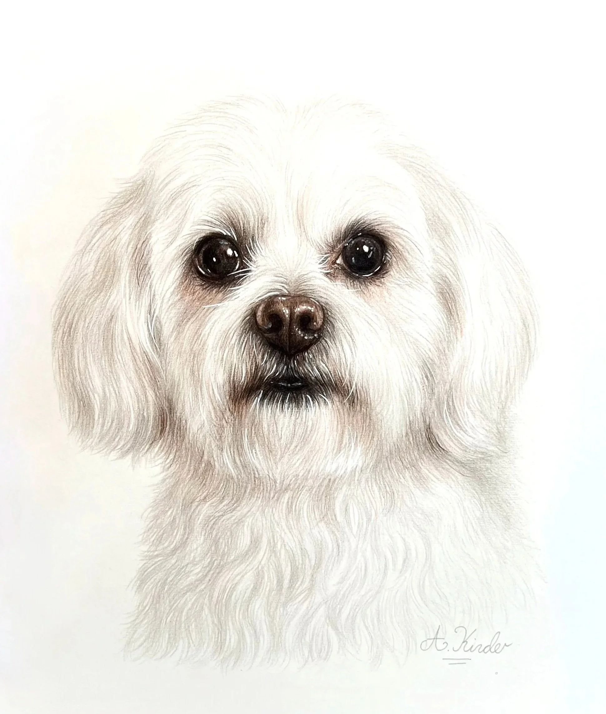 A realistic drawing of a white dog with large, dark eyes and a black nose on a white background. The artist's signature, 'A. Kinder,' is visible in the lower right corner.