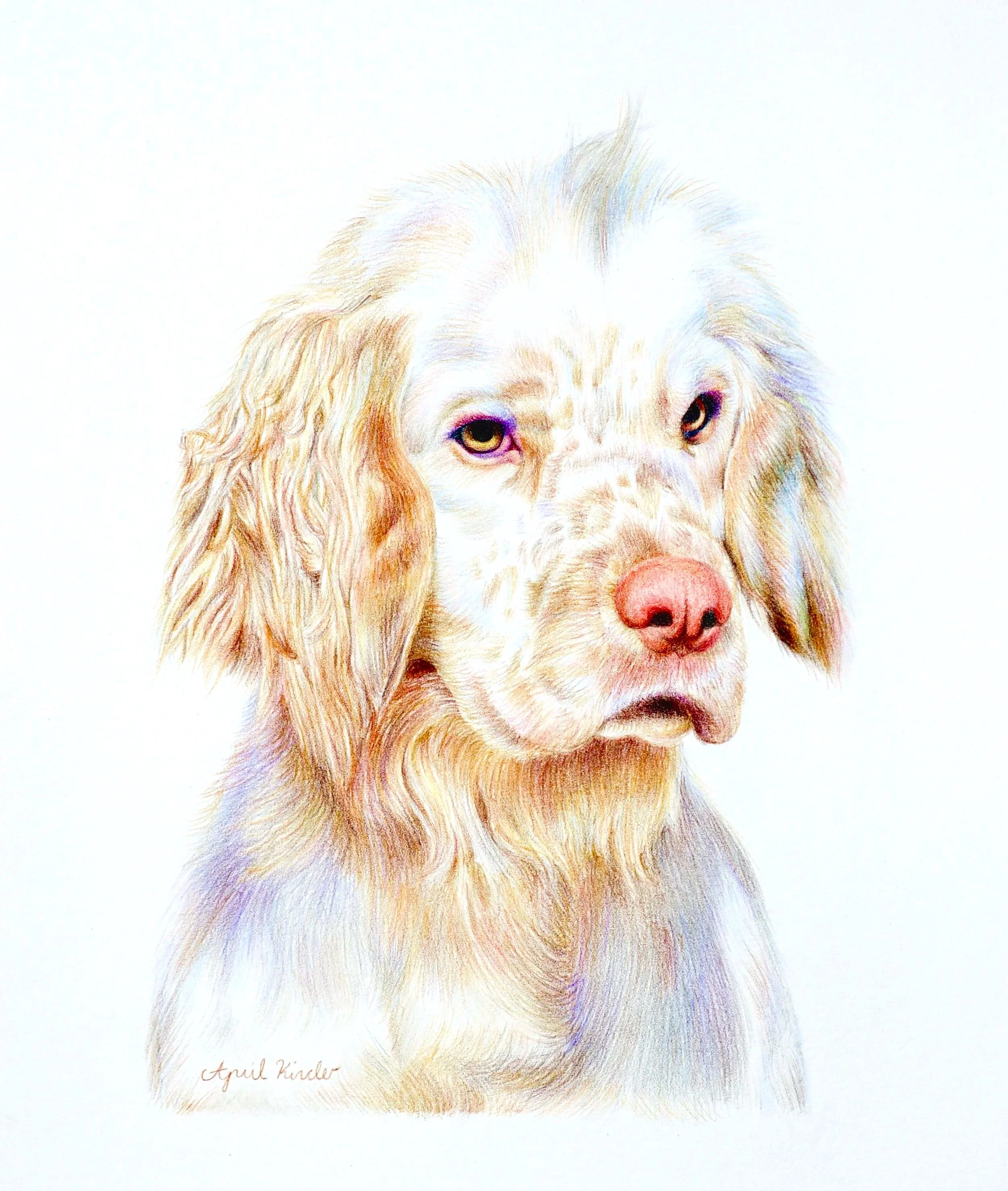 A colored pencil portrait of a dog, signed by the artist April Kinder.