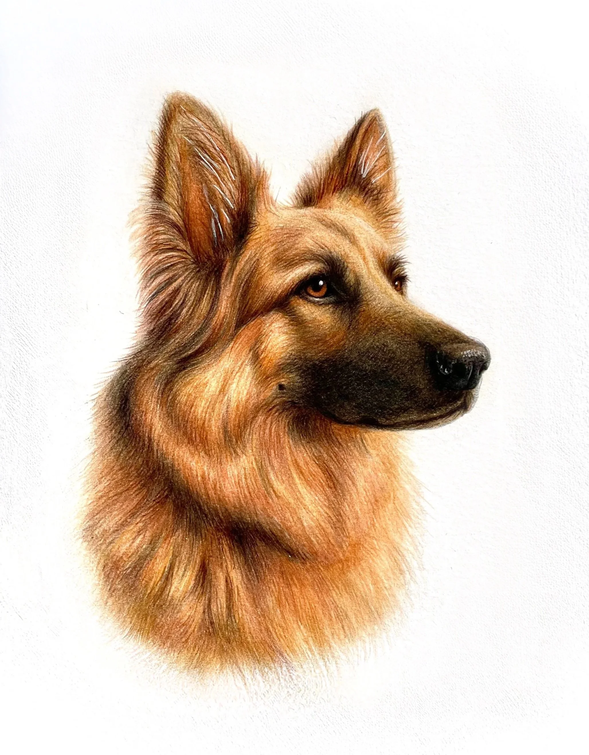 Close-up of a German Shepherd dog's face with detailed fur, ears, and eyes, against a white background.