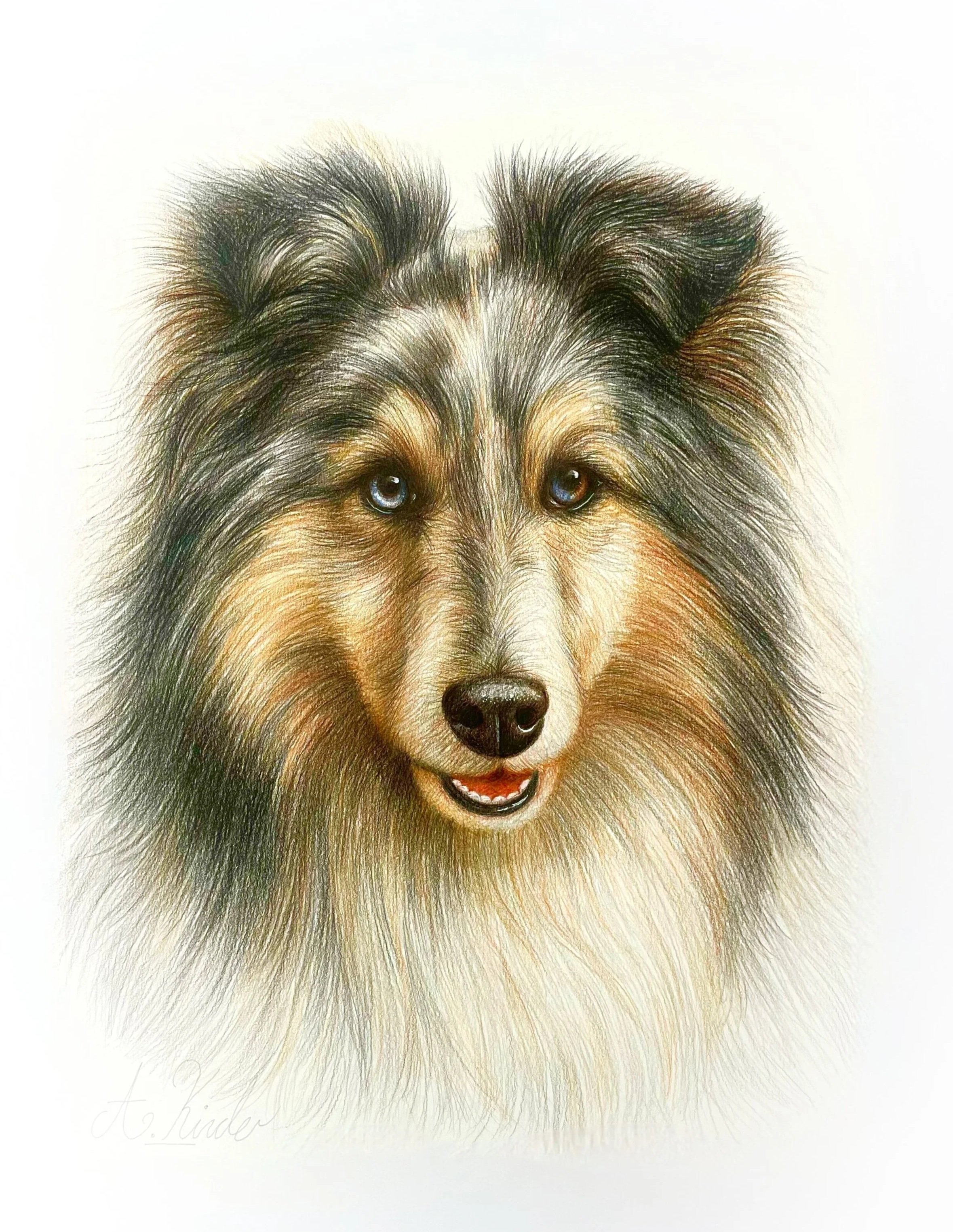 A detailed colored pencil drawing of a dog with gray, black, and brown fur, blue eyes, and a friendly expression, set against a white background.