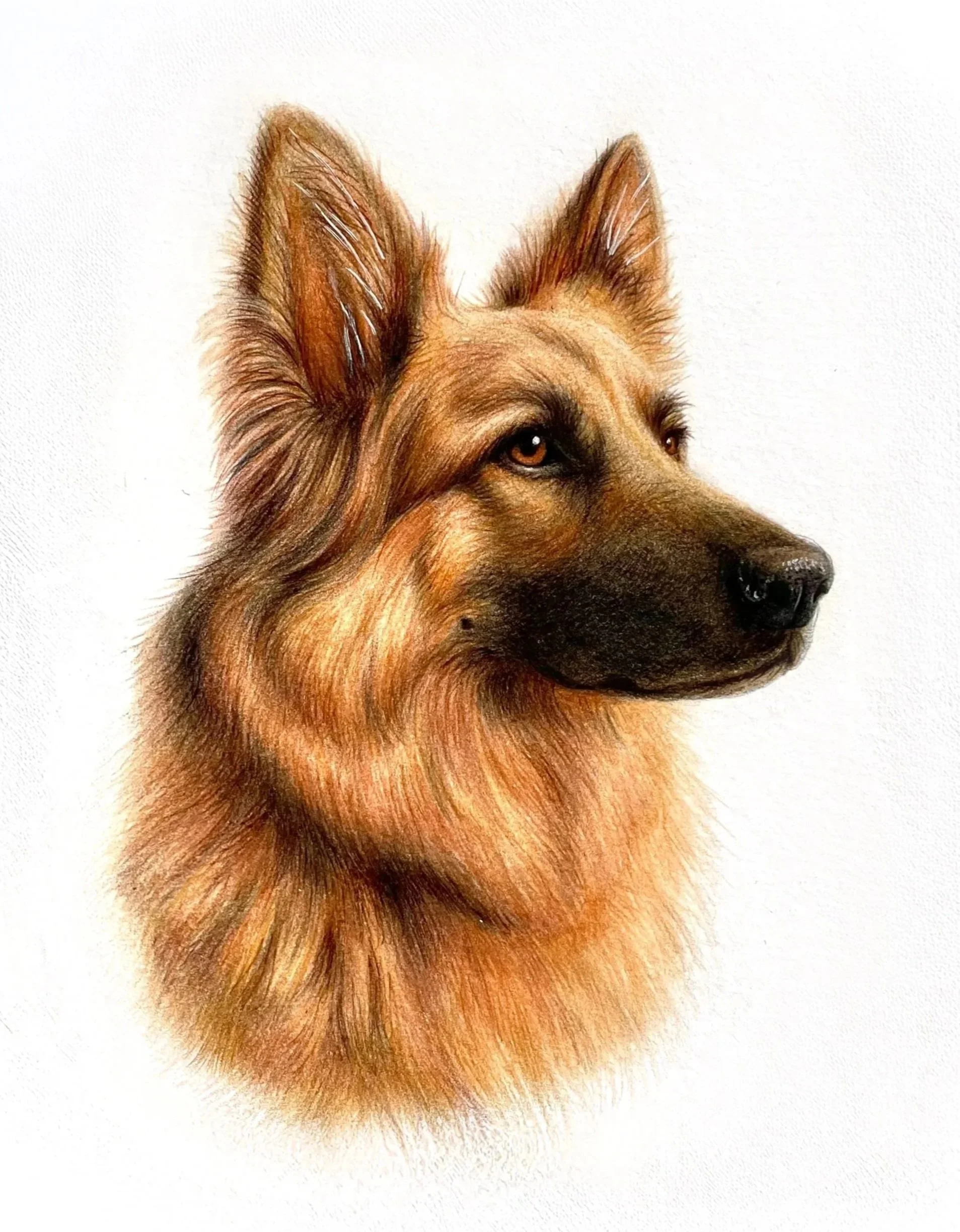 Close-up of a German Shepherd dog's face with the focus on the ears and eyes, against a plain white background.