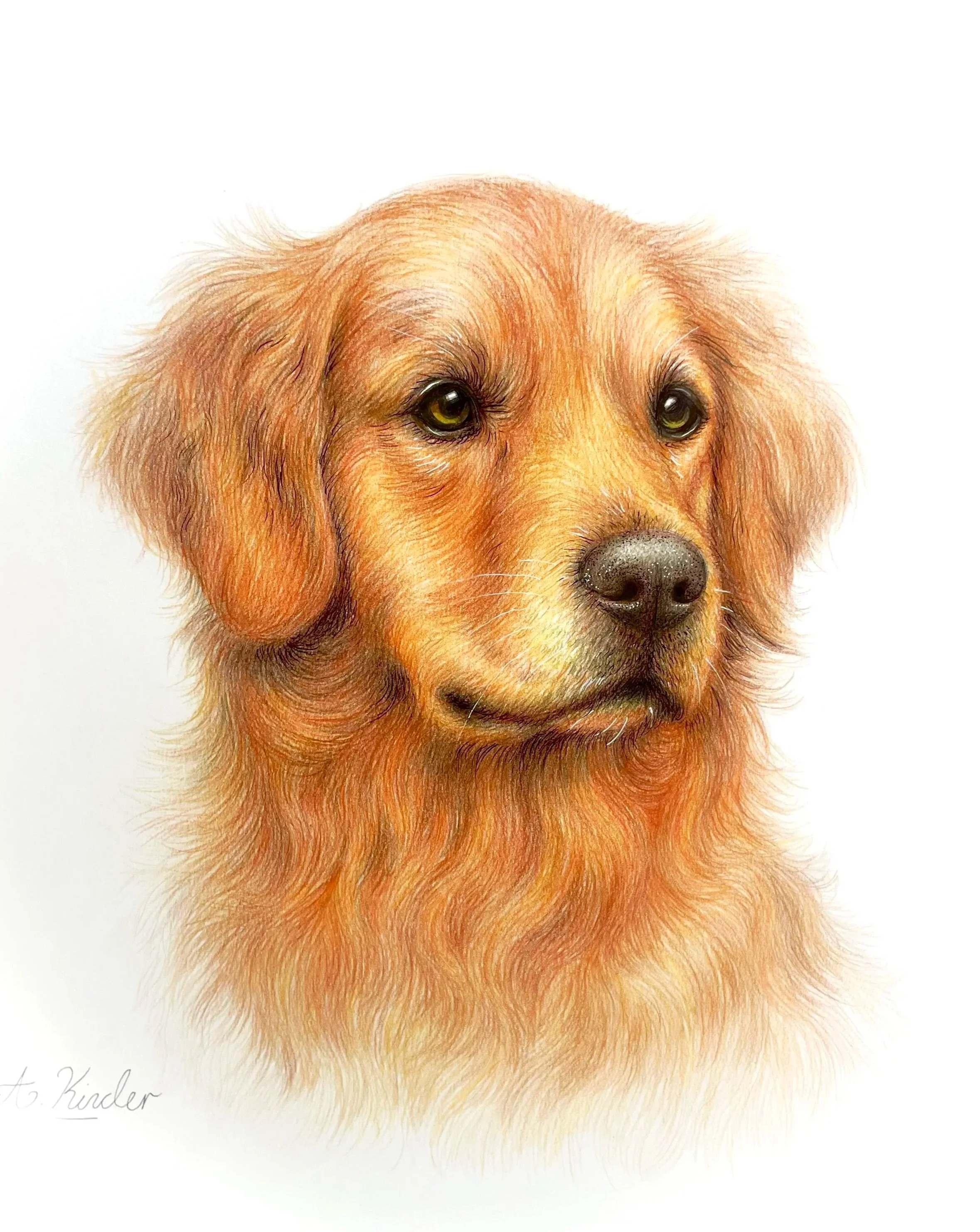 A realistic drawing of a golden retriever dog with long fur and a calm expression, set against a white background.