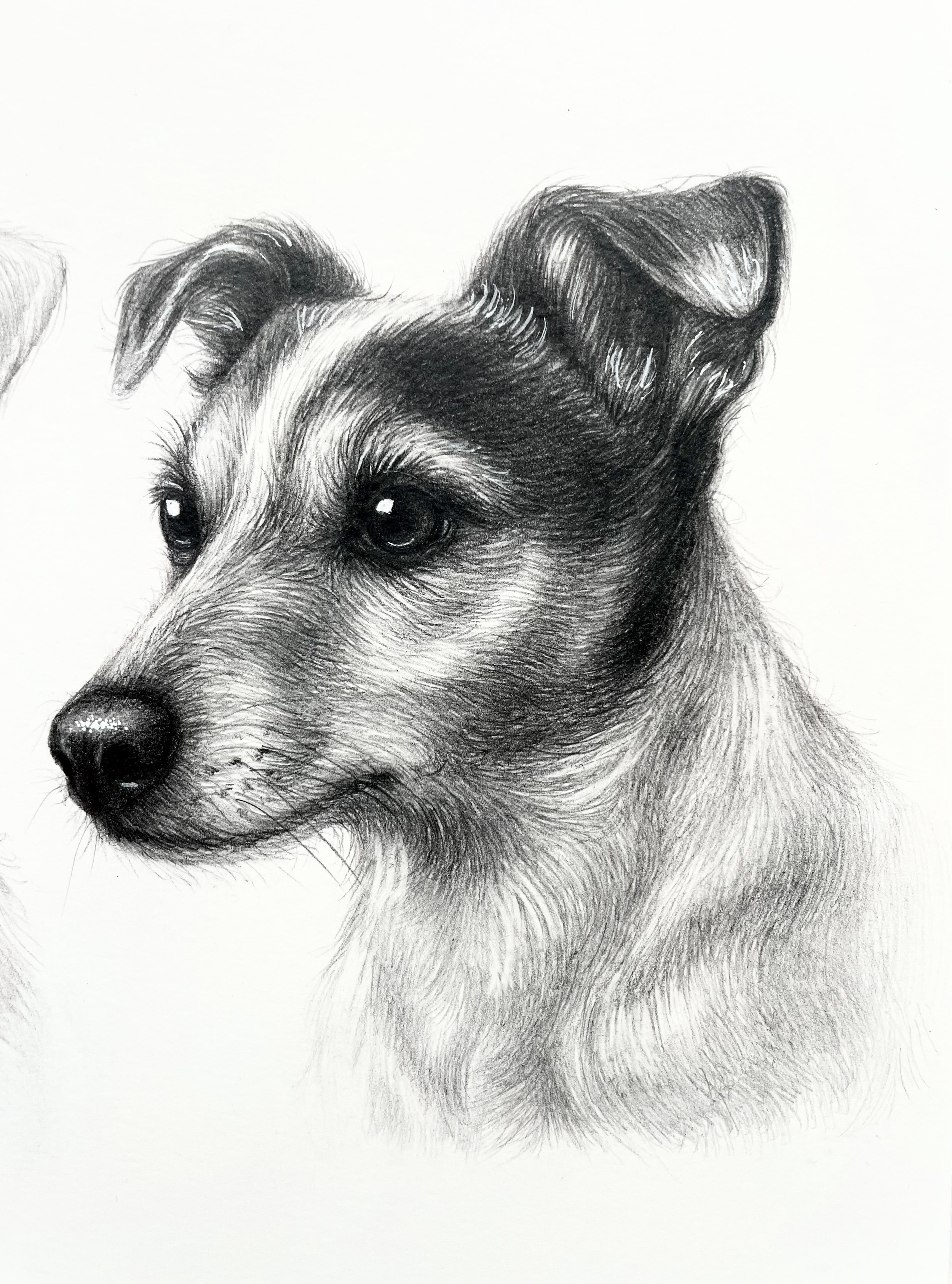 A detailed pencil sketch of a dog's head, showing the dog's eyes, nose, and fur texture.