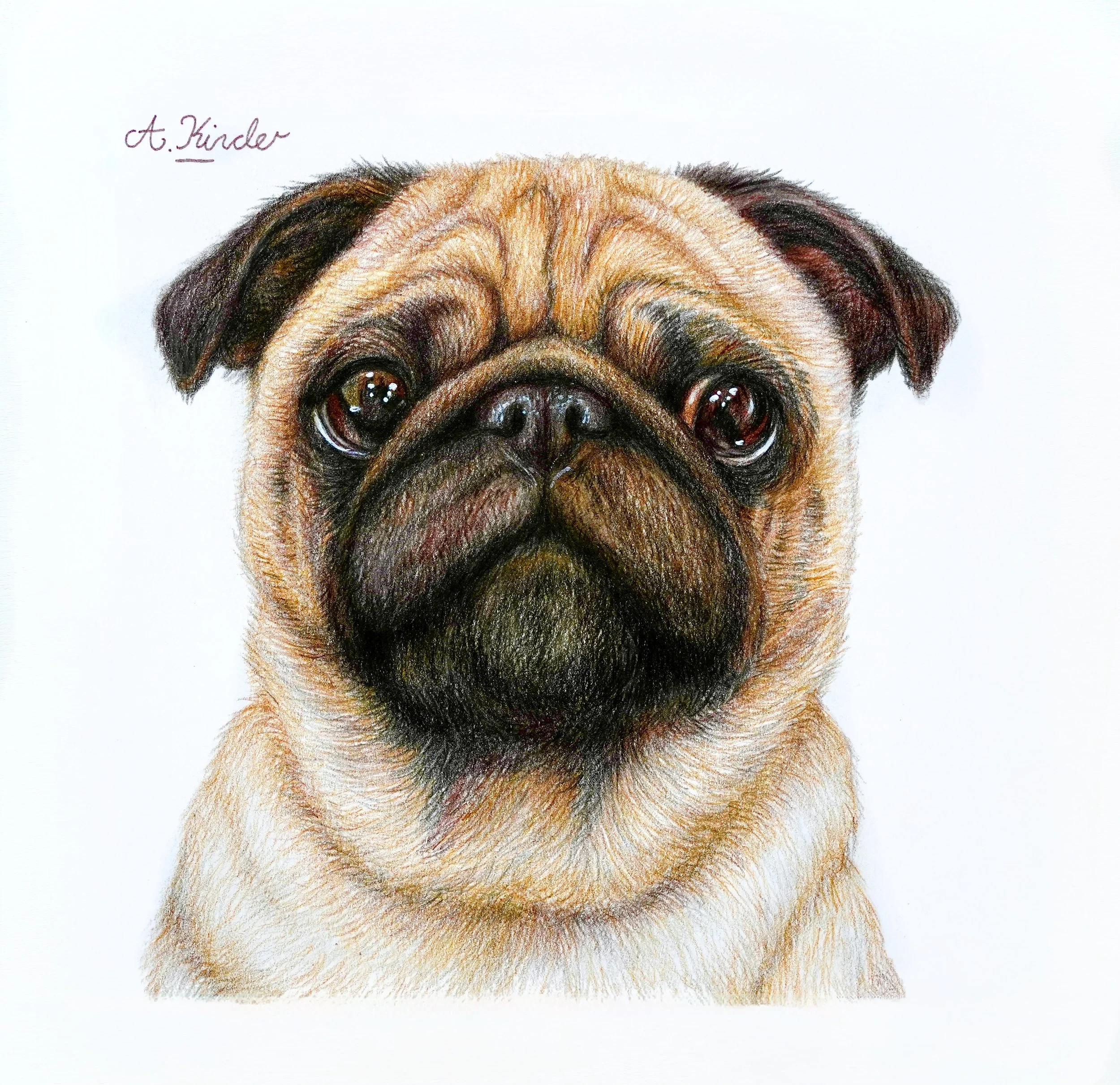 Colorful, realistic portrait of a pug dog drawn with colored pencils, focusing on the dog's face with expressive eyes and detailed fur.