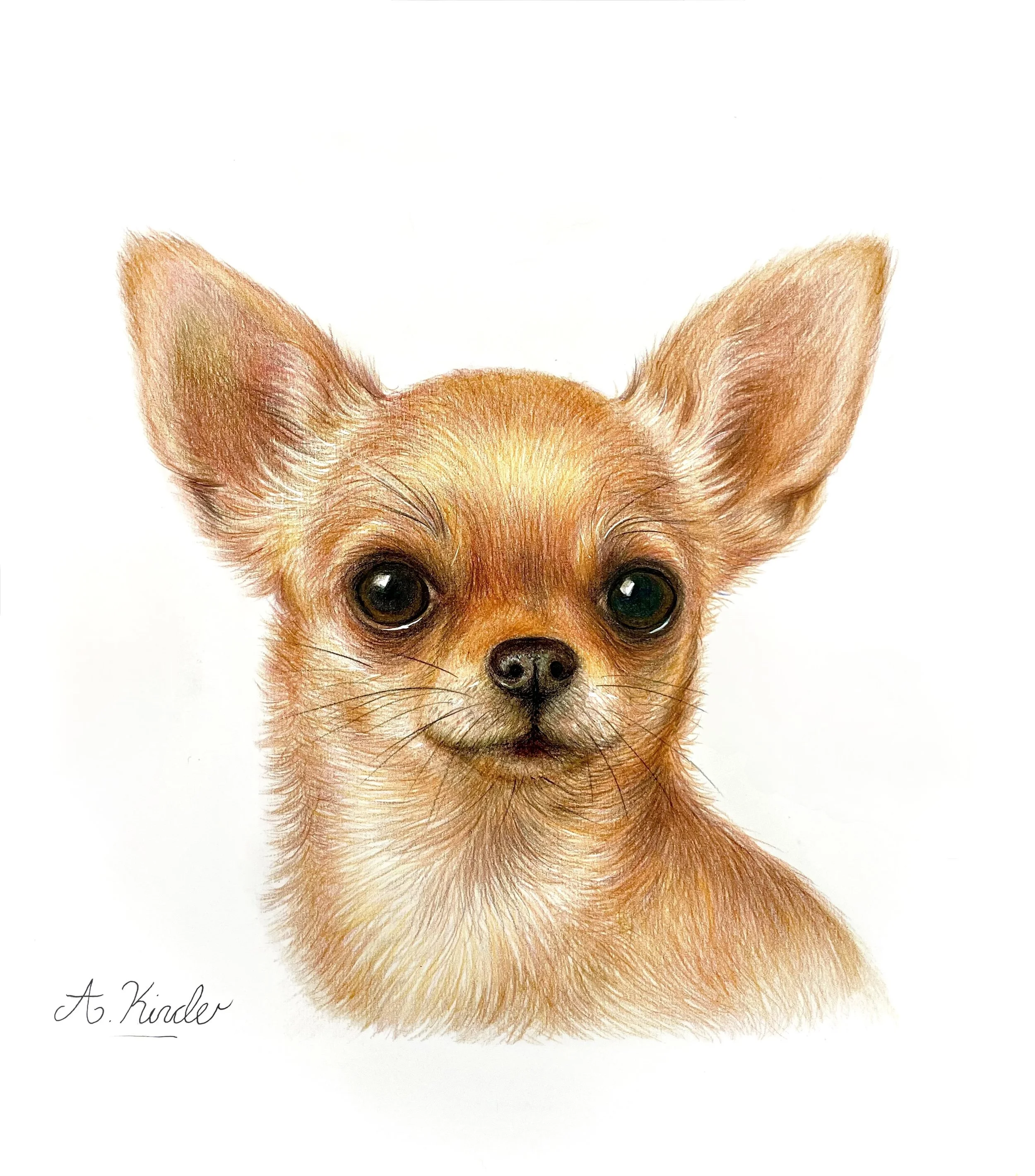 Close-up portrait of a small dog, likely a Chihuahua, with large ears, brown fur, and dark eyes, on a white background. Partially visible signature at the bottom left.