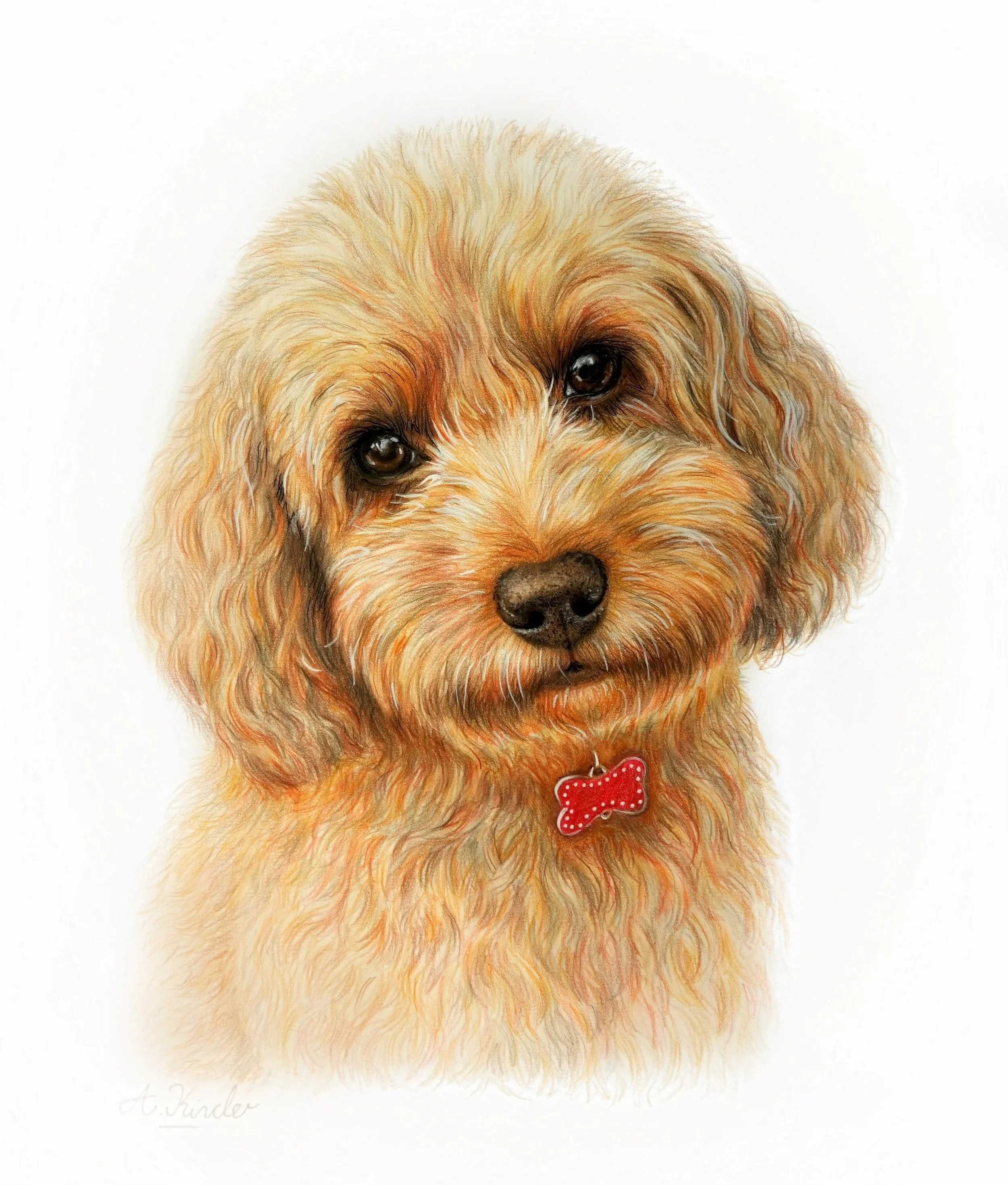 A realistic coloured pencil drawing of a fluffy, light brown dog with dark eyes and a black nose, wearing a red bow tie with white polka dots against a white background.