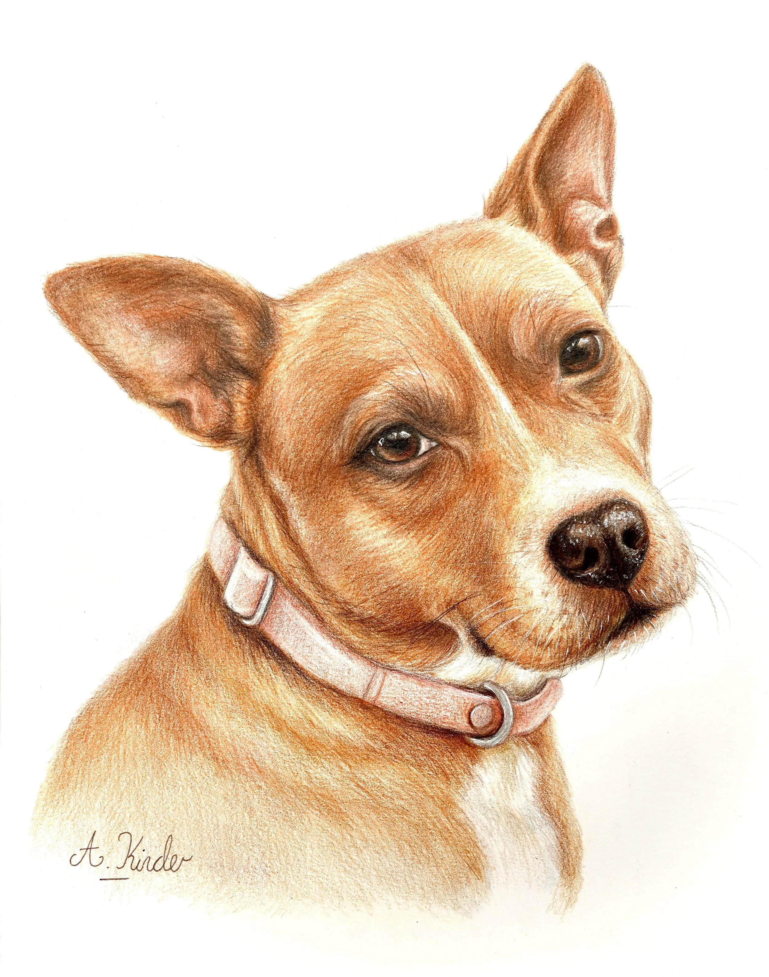 Colored pencil drawing of a dog's face, showing only the upper part with ears, eyes, and snout, signed by A. Kinder.