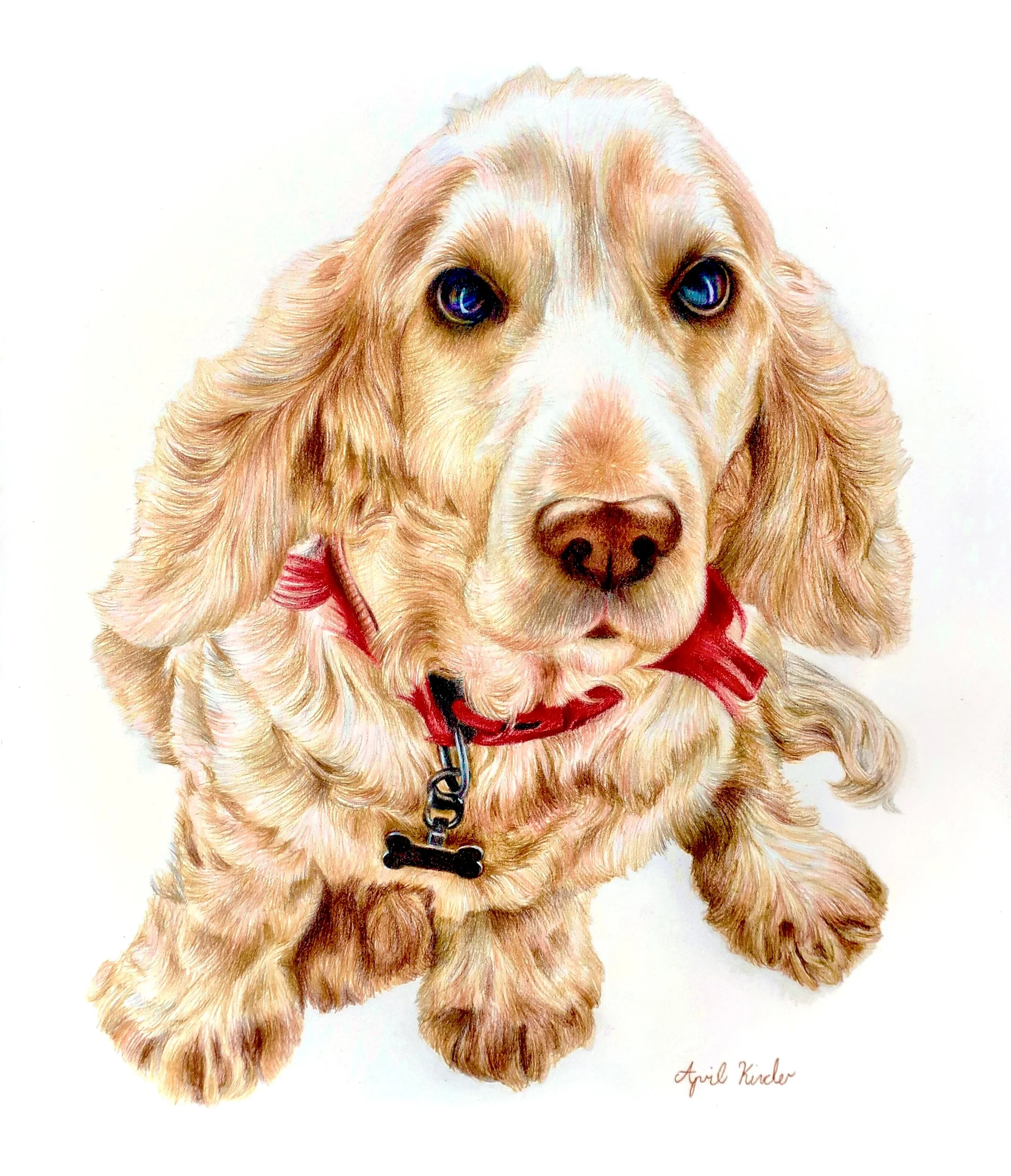 A detailed watercolor painting of a golden retriever puppy with blue eyes, wearing a red collar with a bone-shaped tag, against a white background with the artist's signature, "April Kinder" in the bottom right corner.