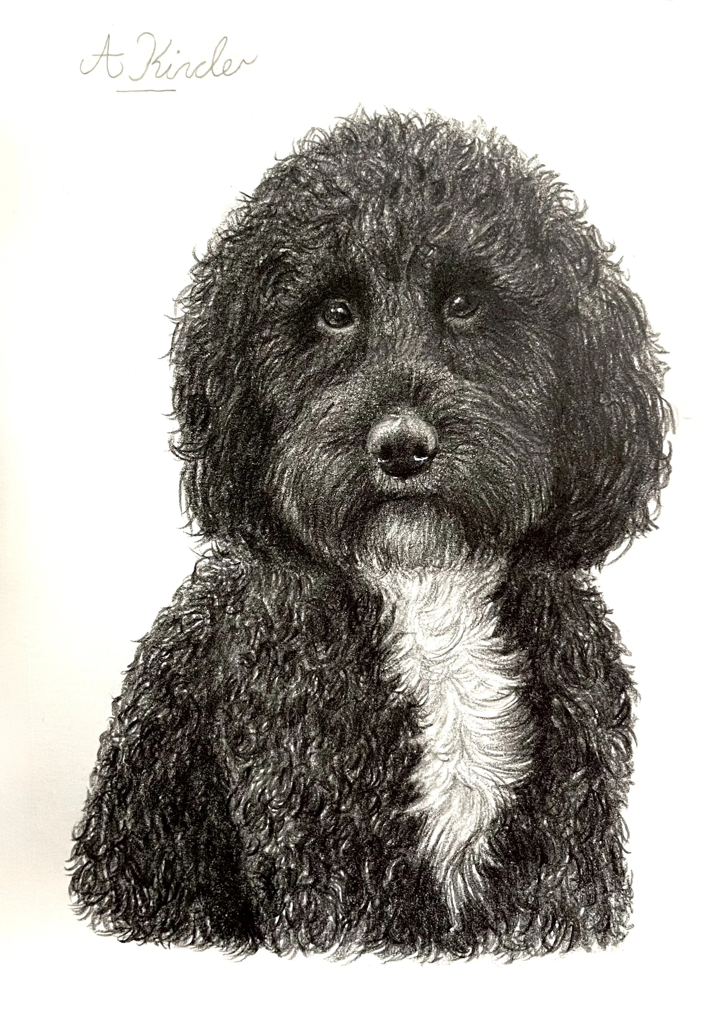 Hand-drawn black and white portrait of a fluffy dog with curly fur, looking straight ahead, with the words 'A Kindly' written in cursive in the top left corner.