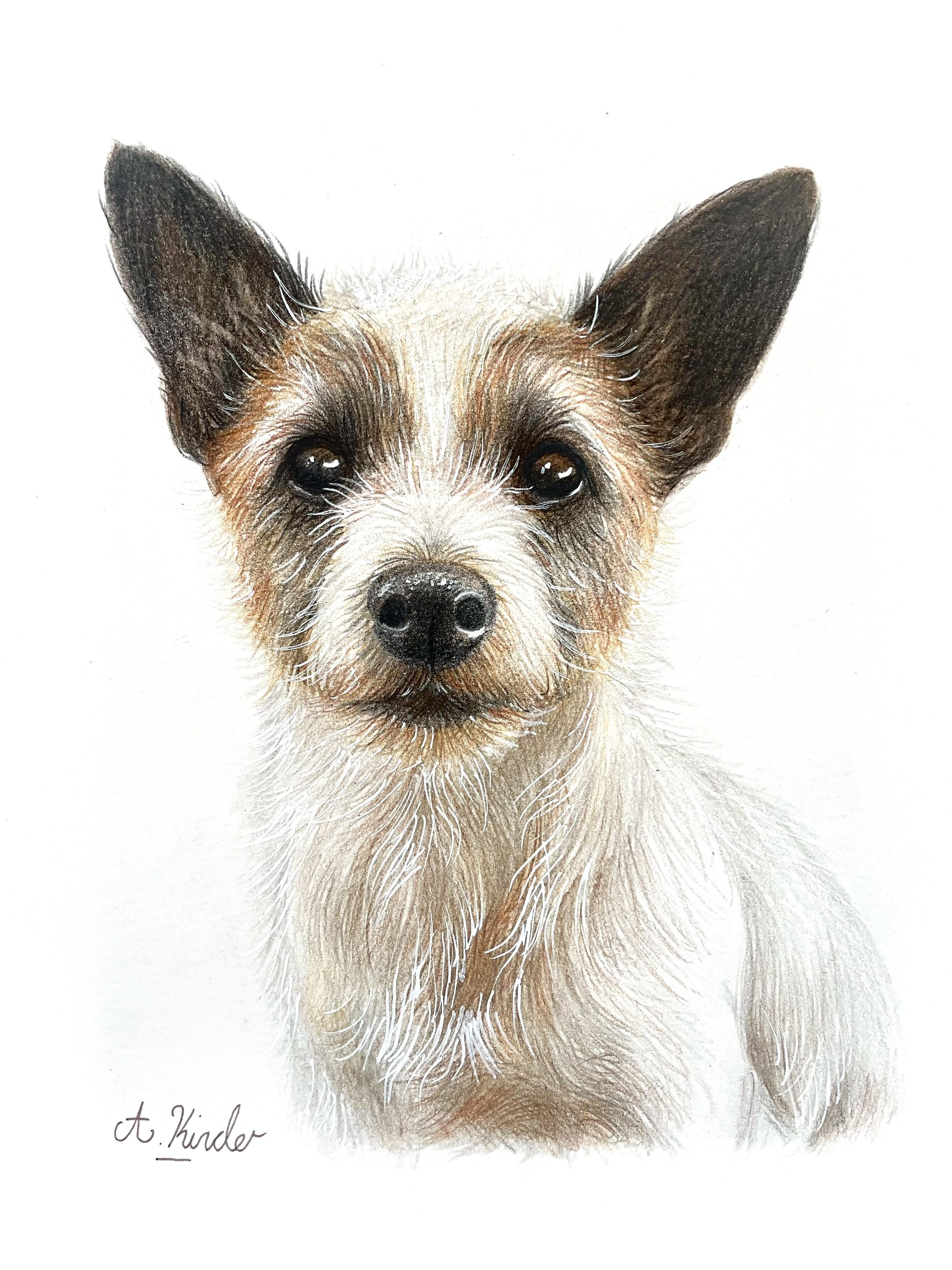 A colored illustration of a small dog with large ears, dark eyes, a black nose, and a white and brown coat. The artist's signature, 't. kinder,' is visible in the bottom left corner.