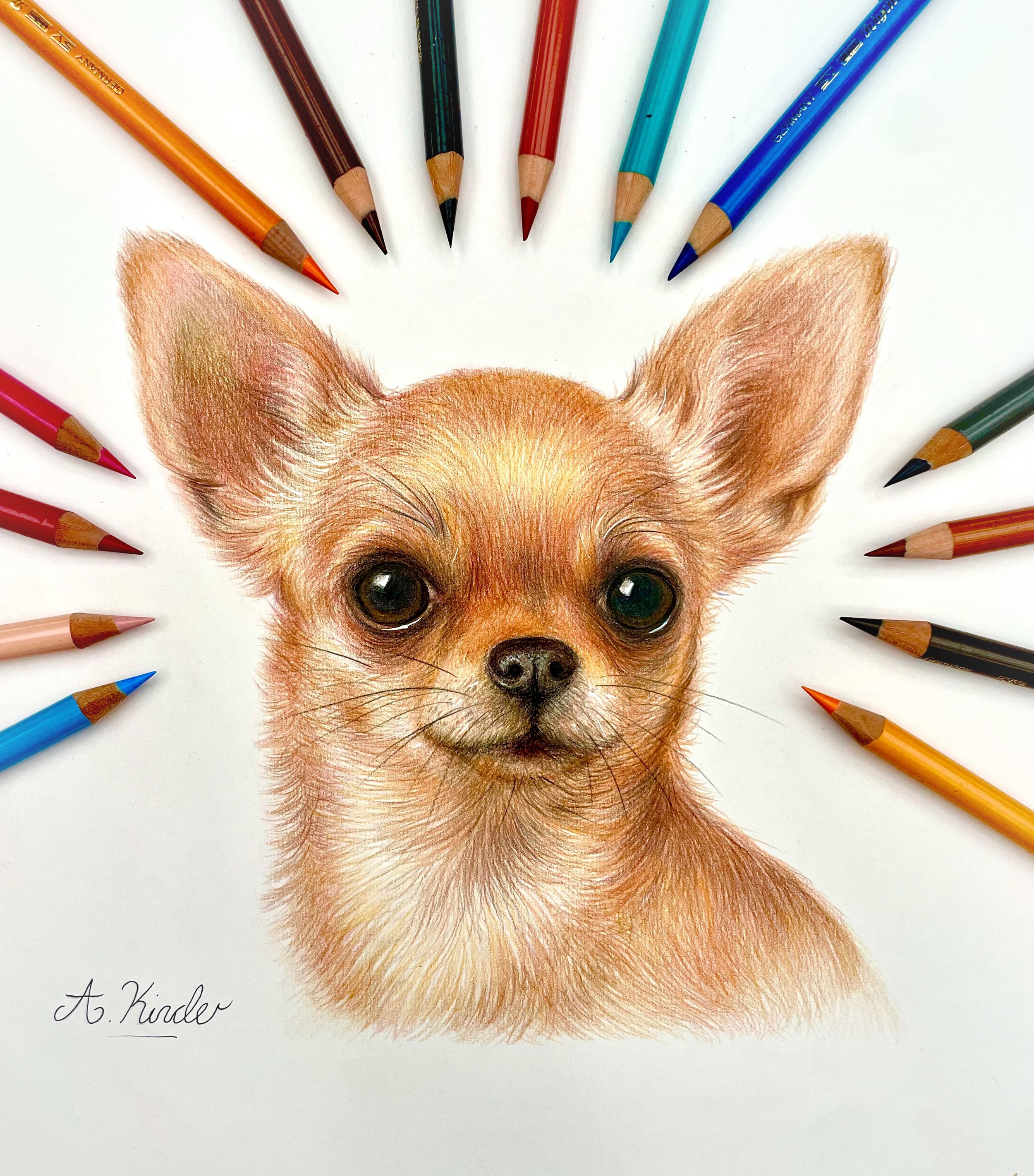 Colorful colored pencils arranged in a semi circle around a realistic colored pencil drawing of a dog's face on white paper, signed by A. Kindler.