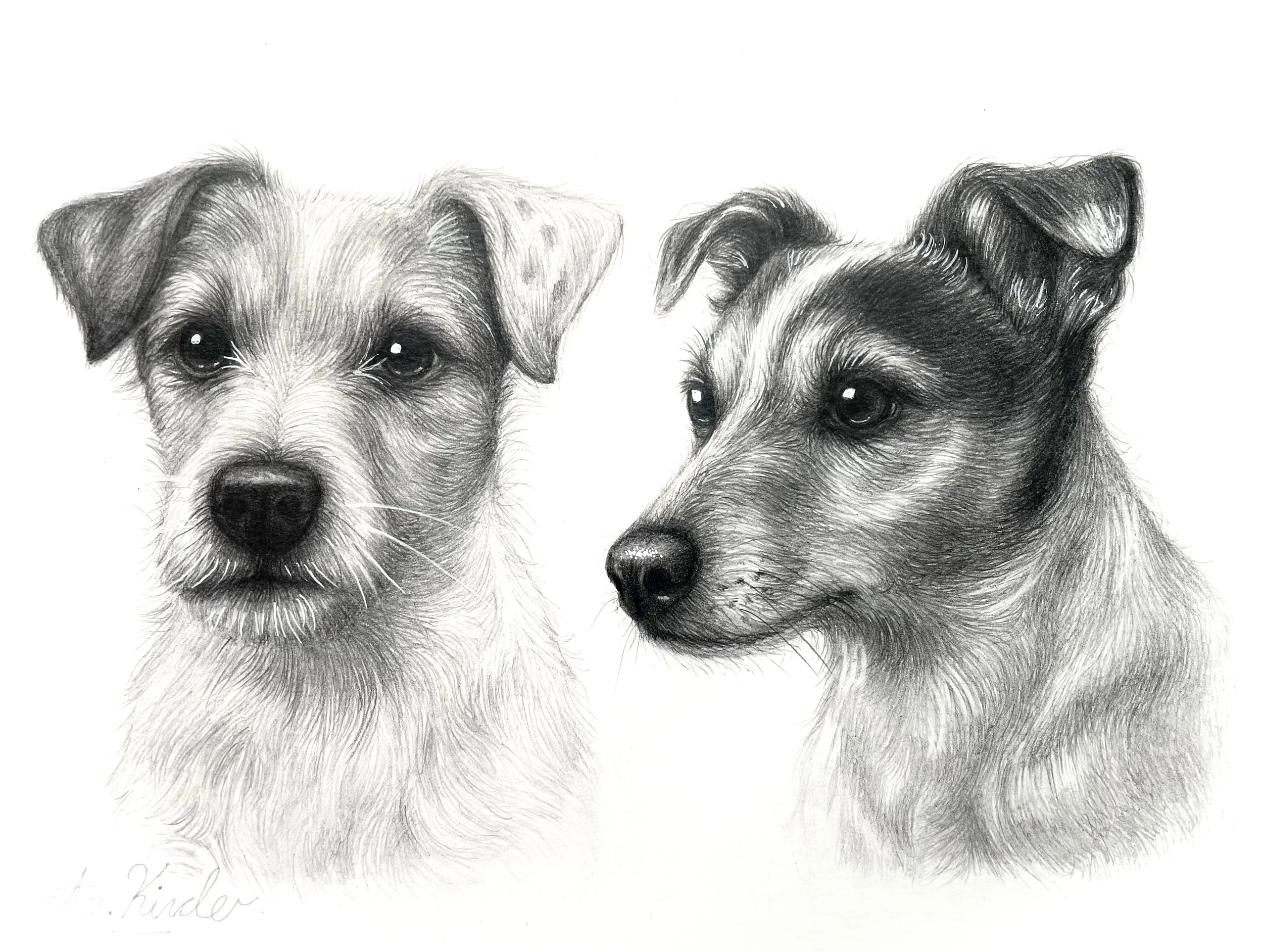 A black and white sketch of two dogs, one with tan and white fur and the other with dark and white fur, both looking forward.