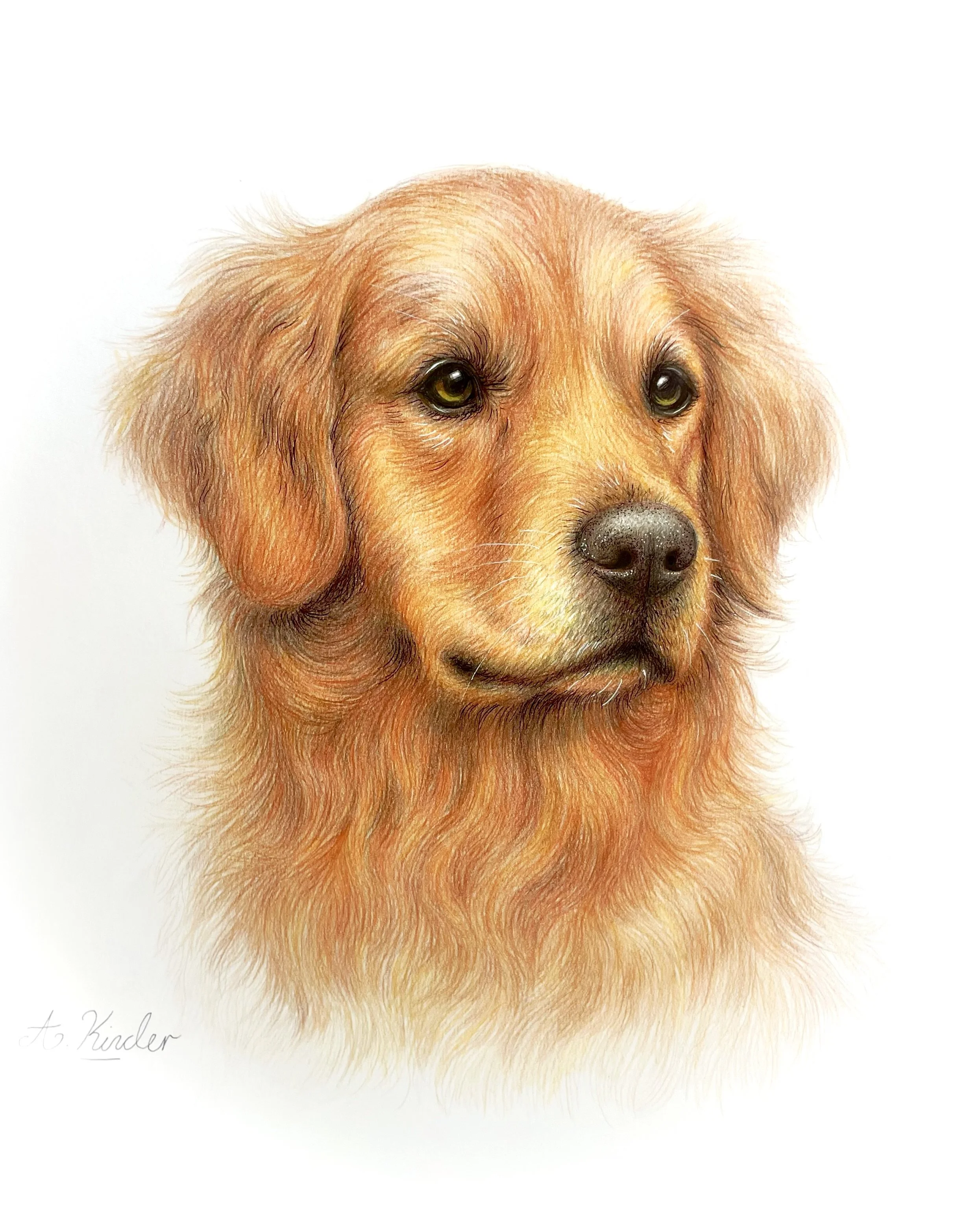 A detailed watercolor portrait of a golden retriever puppy with soft fur, expressive eyes, and a gentle expression, against a plain white background.